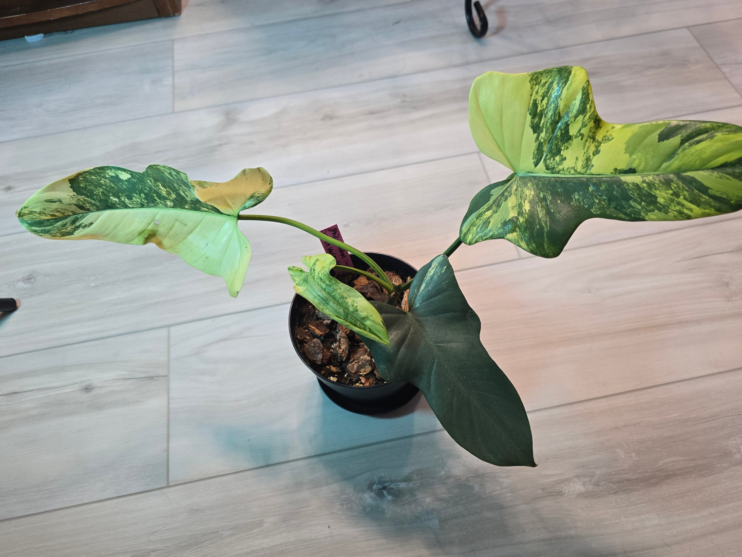 Philodendron Bipennifolium Violin Variegated (Rare Import)