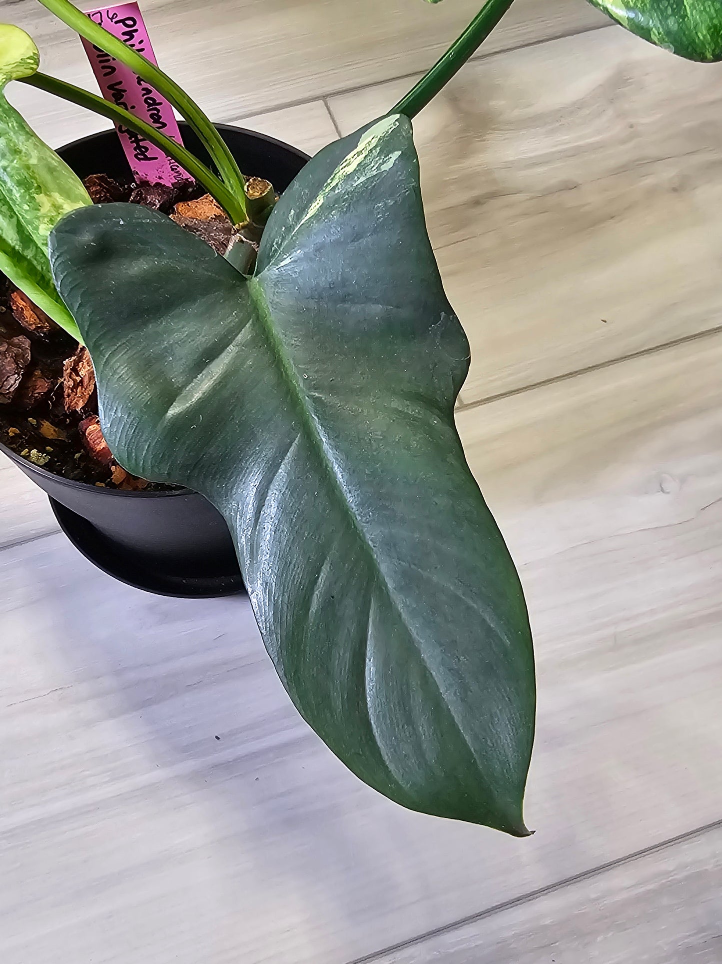 Philodendron Bipennifolium Violin Variegated (Rare Import)