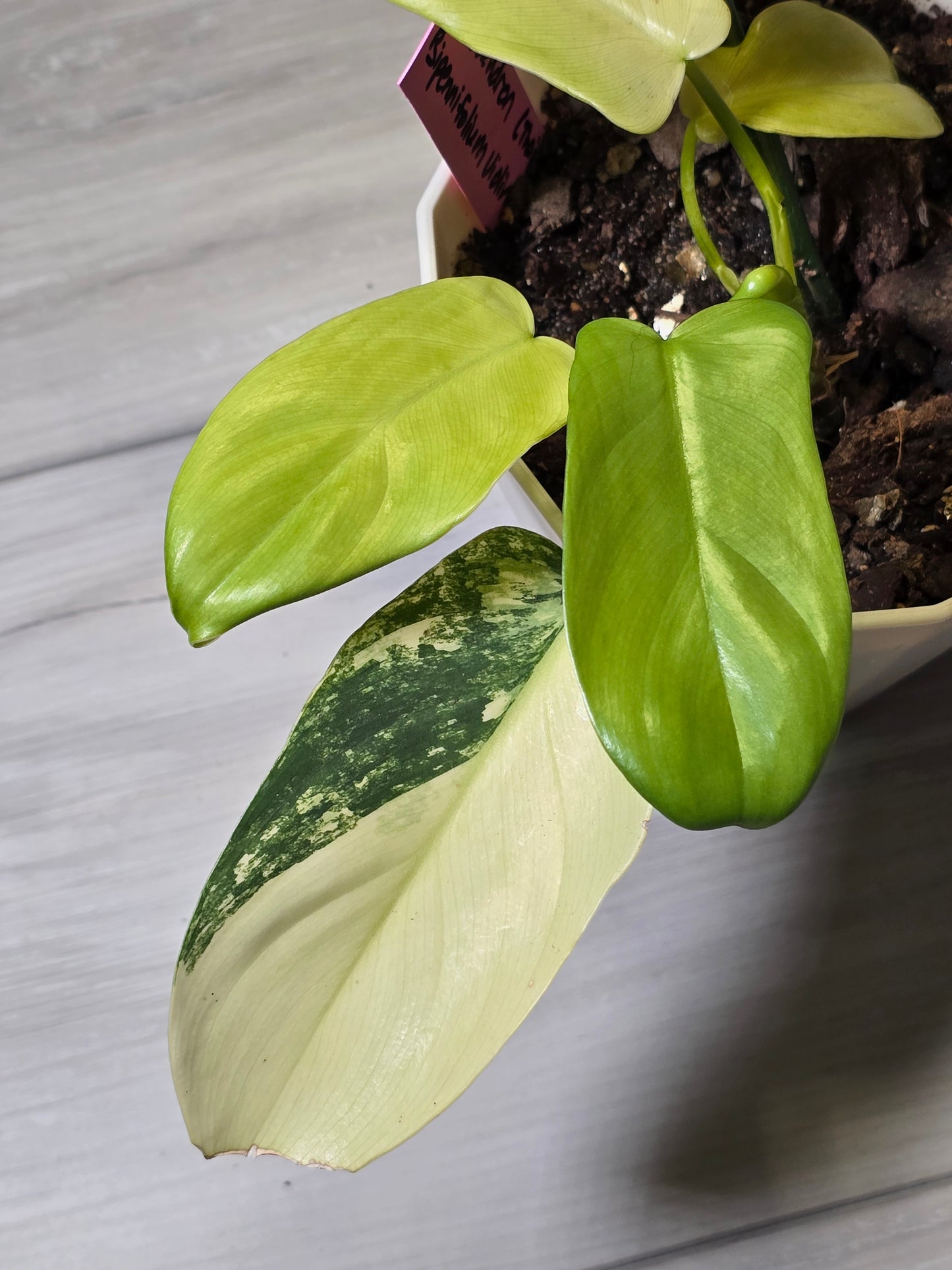 Philodendron Bipennifolium Violin Variegated (Rare Import)