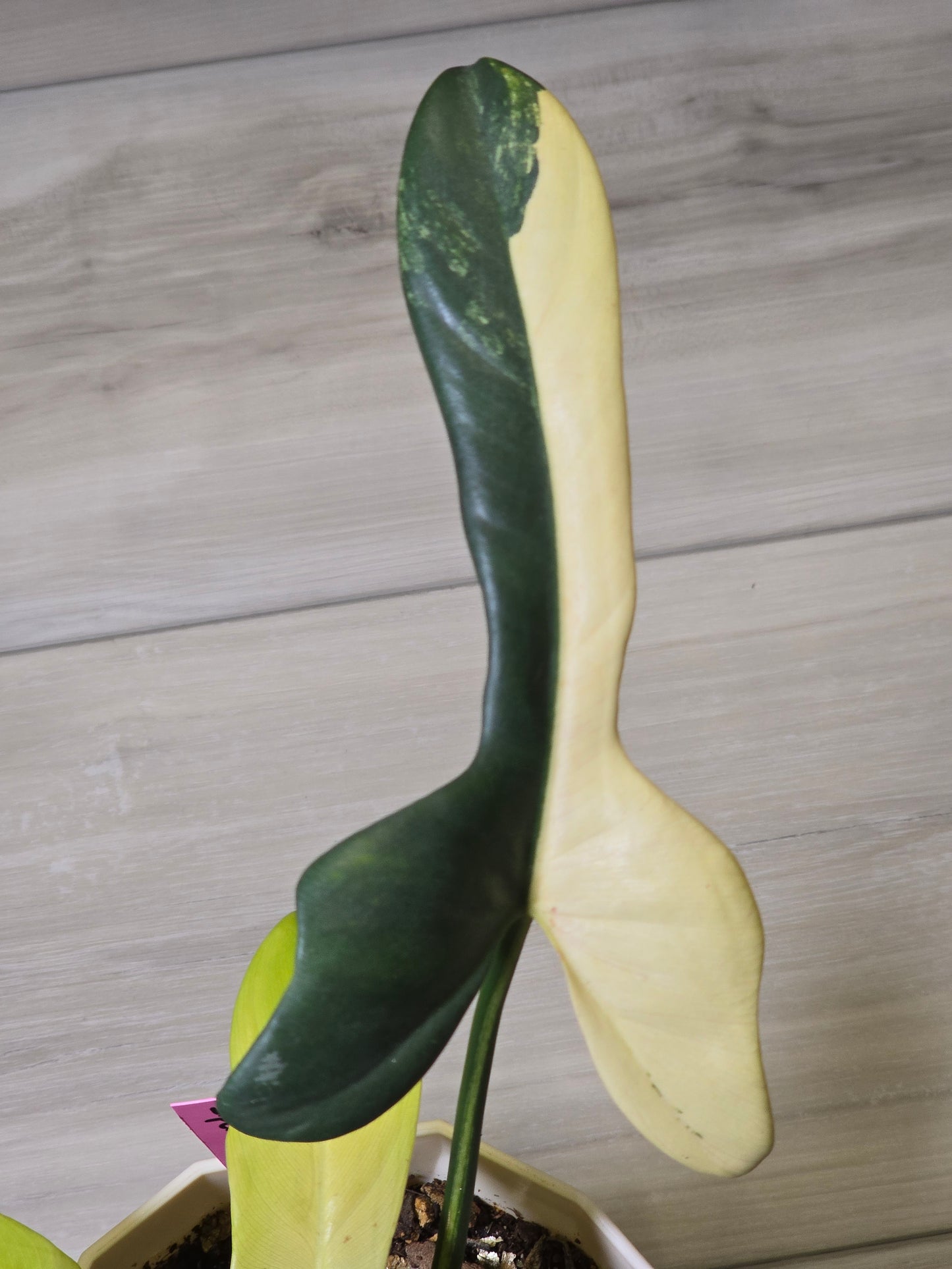 Philodendron Bipennifolium Violin Variegated (Rare Import)