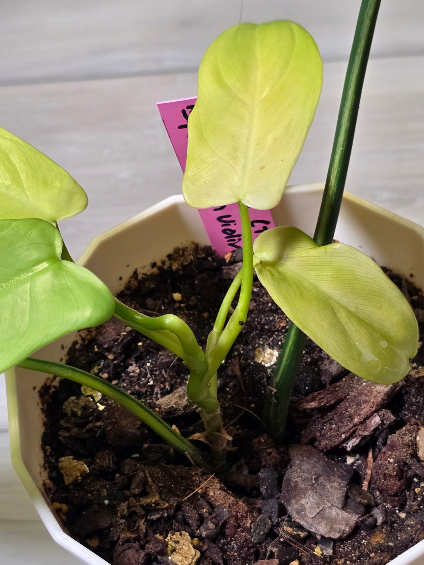 Philodendron Bipennifolium Violin Variegated (Rare Import)