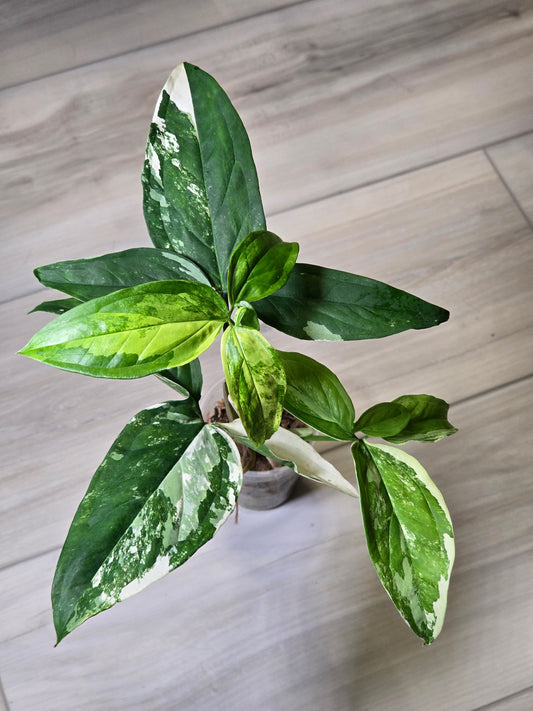 Syngonium Podophyllum Albo (Beautiful Plant)