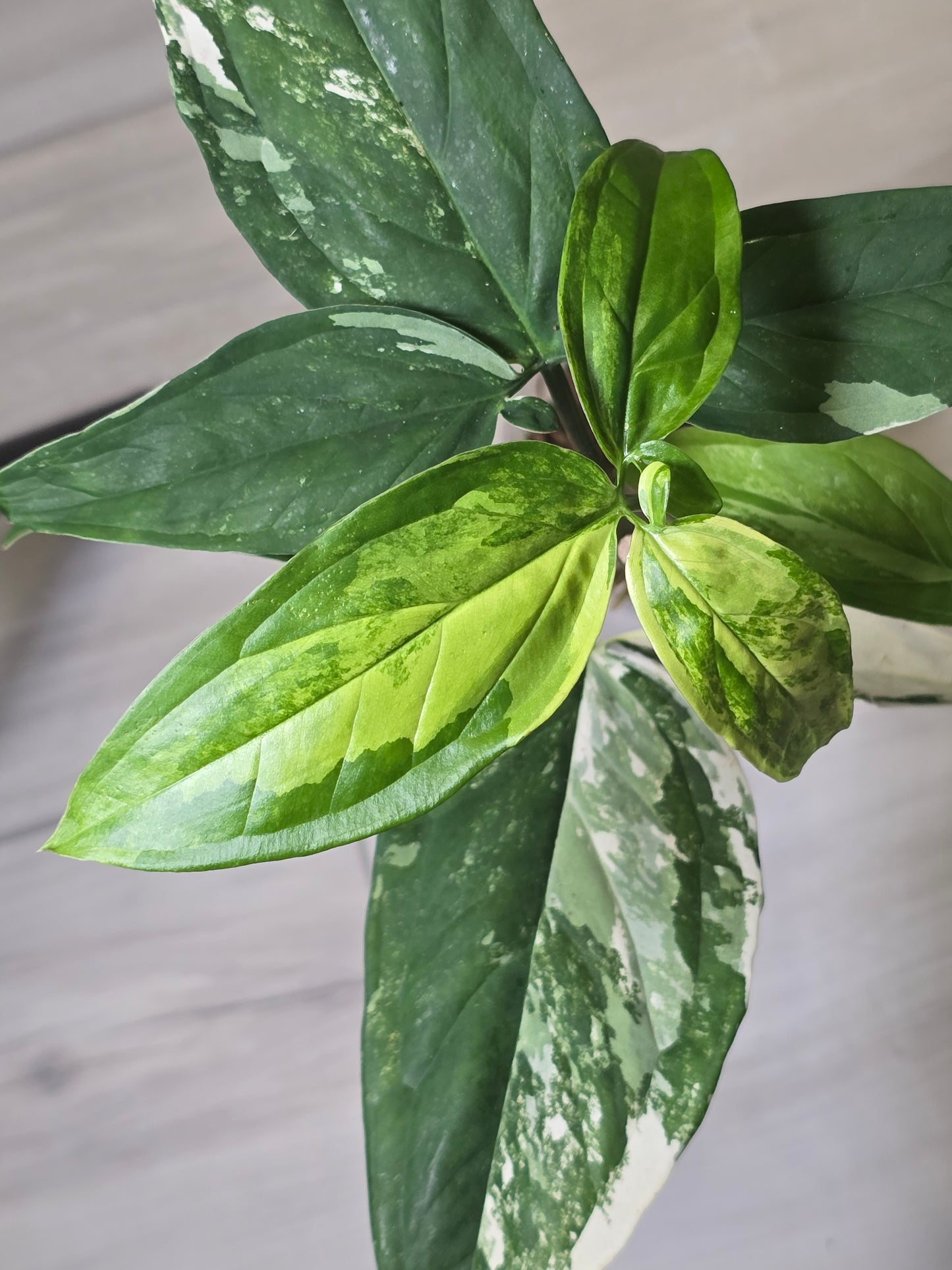 Syngonium Podophyllum Albo (Beautiful Plant)