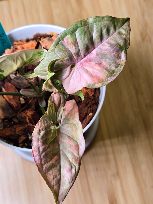 Syngonium Pink Spot Double Variegated