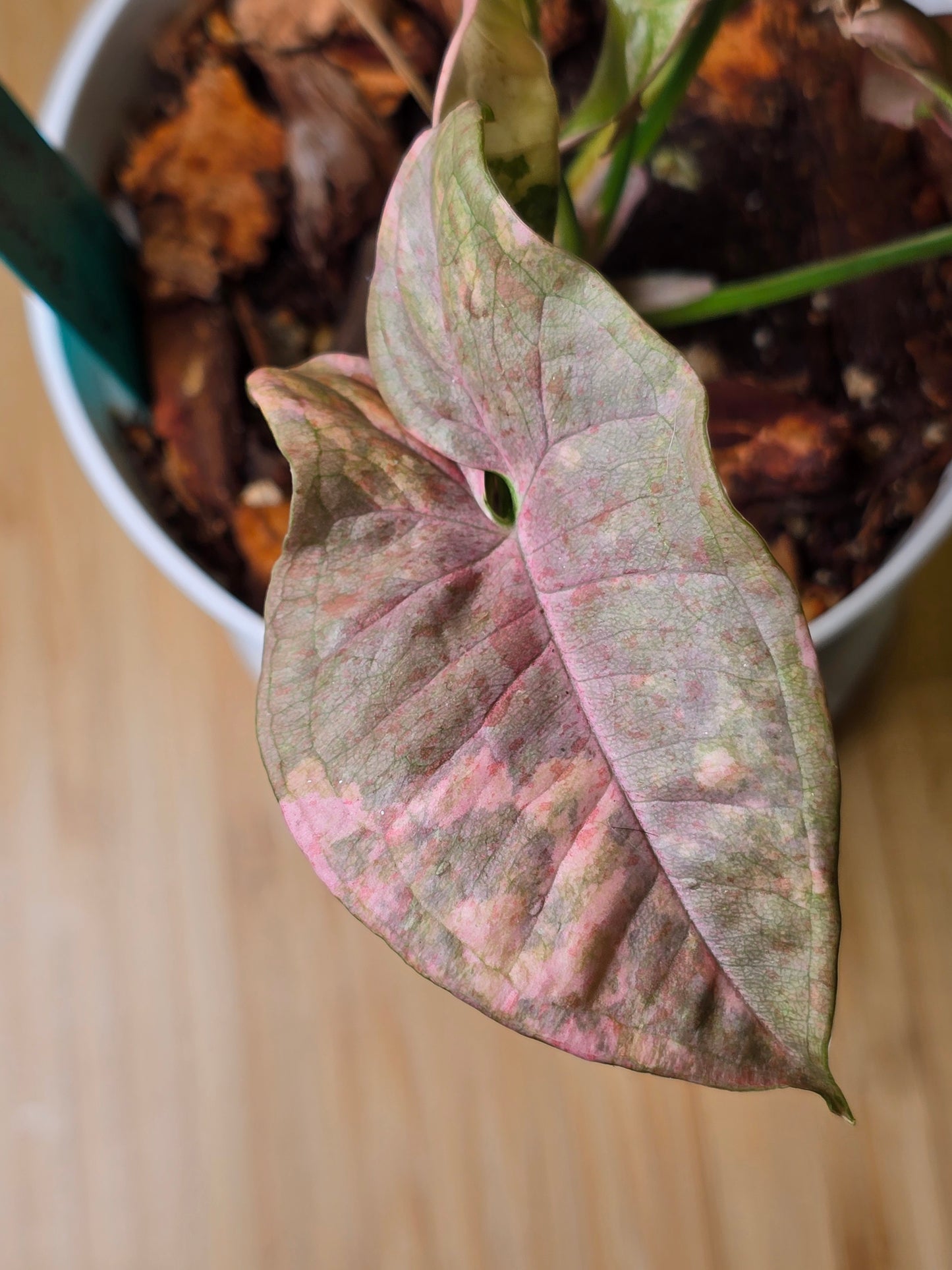 Syngonium Pink Spot Double Variegated