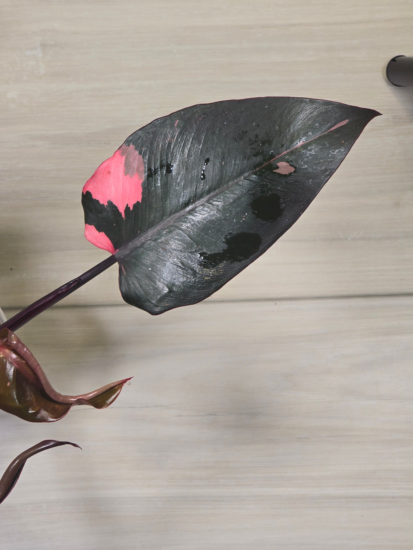 Syngonium Strawberry Ice Galaxy/Philodendron Pink Princess Bundle P