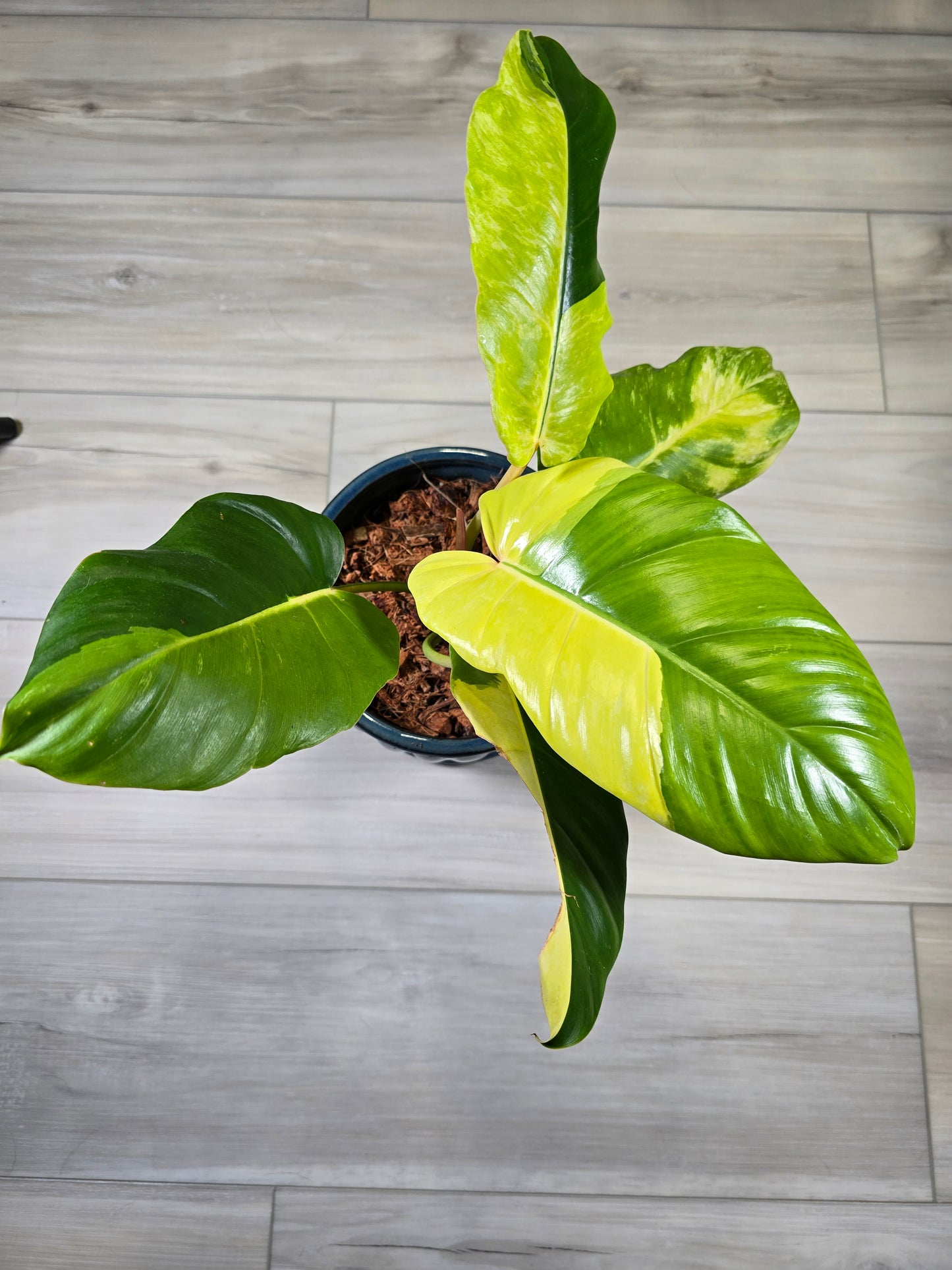 Philodendron Jungle Fever Variegated