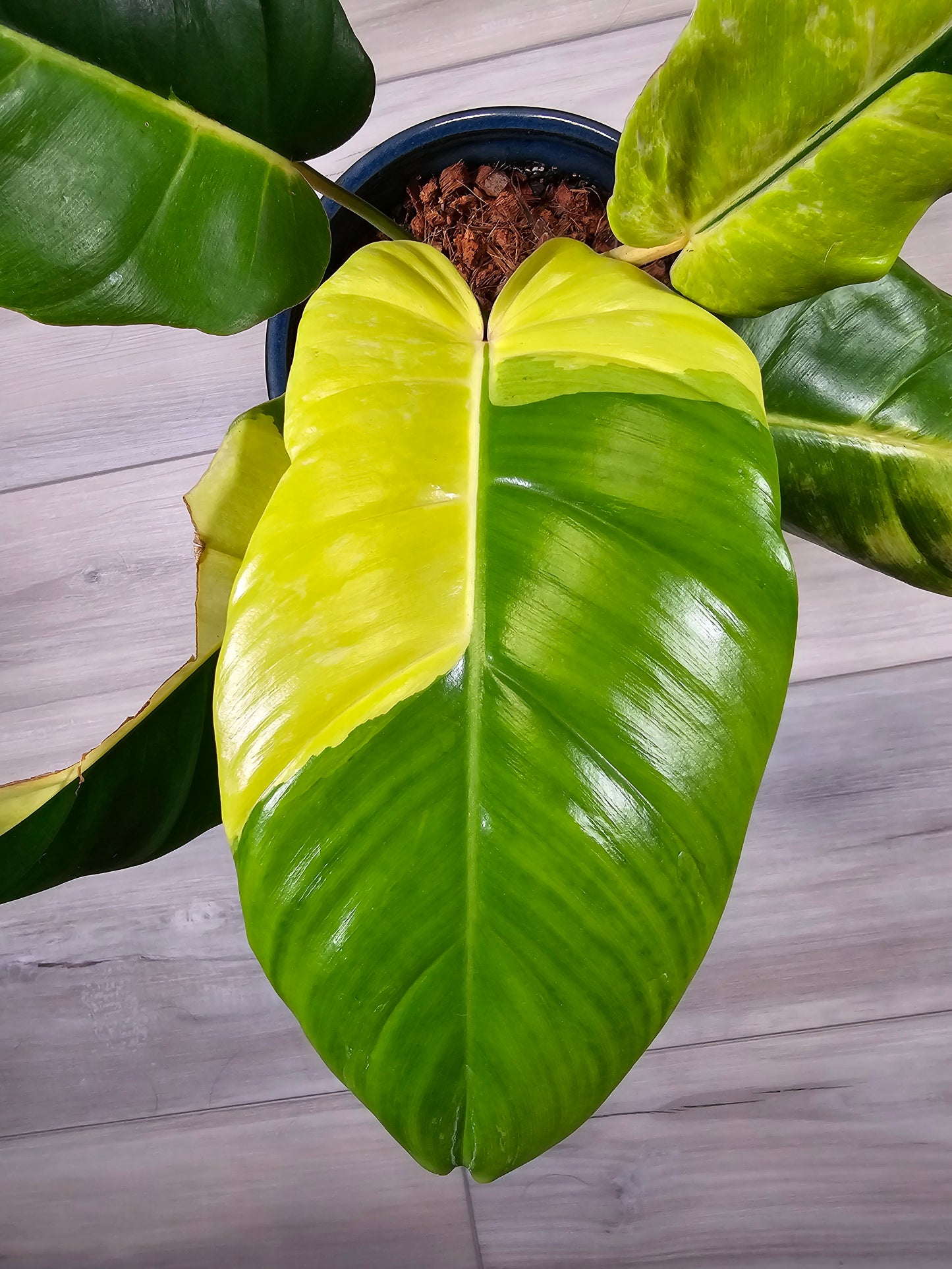 Philodendron Jungle Fever Variegated