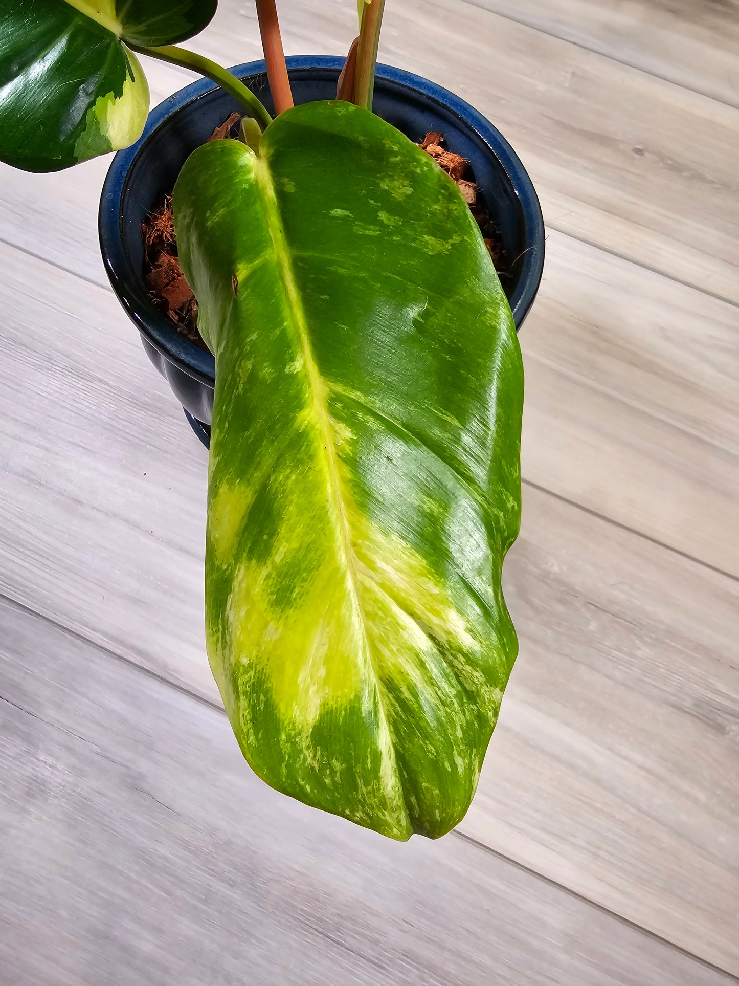 Philodendron Jungle Fever Variegated