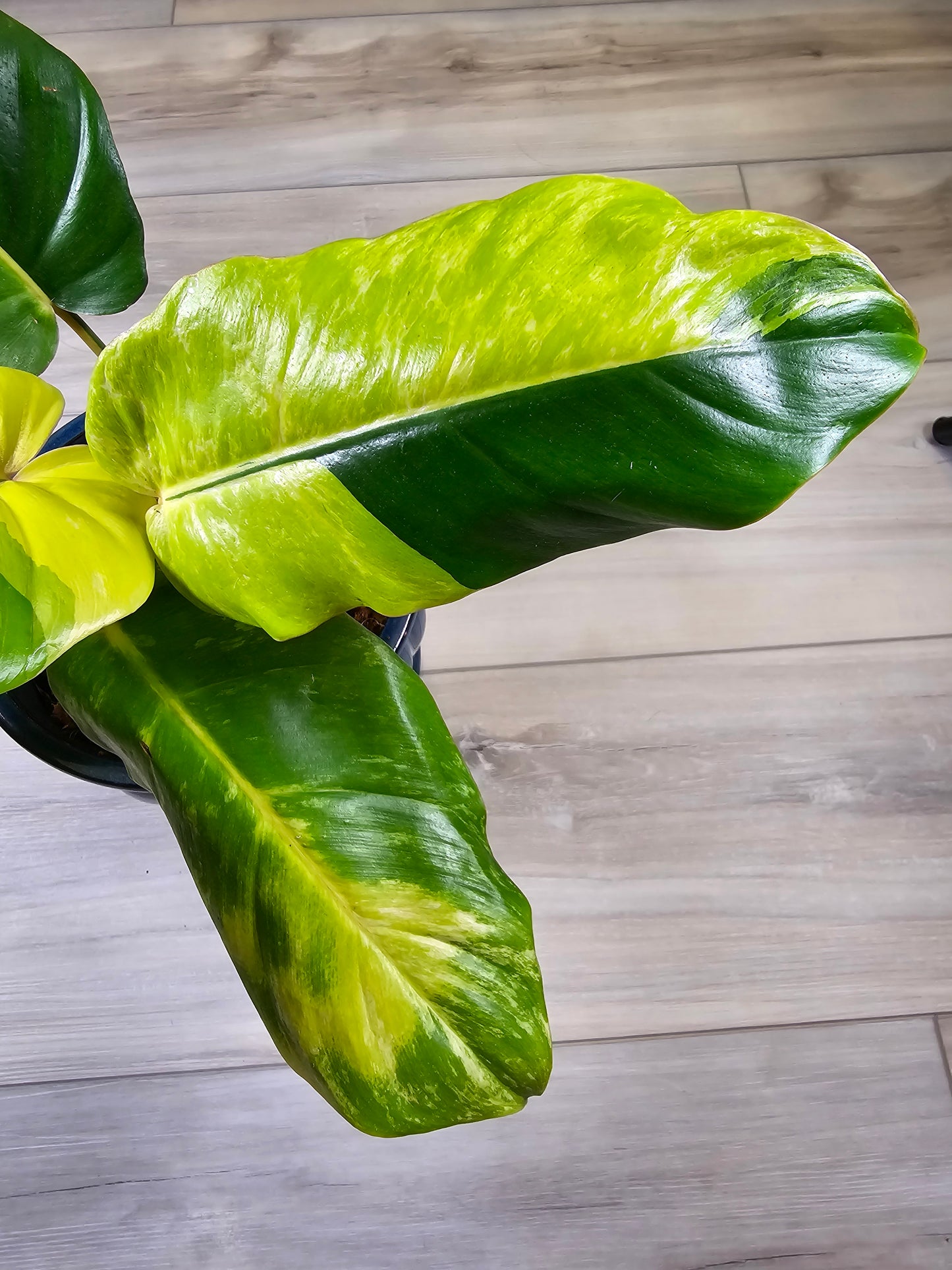 Philodendron Jungle Fever Variegated