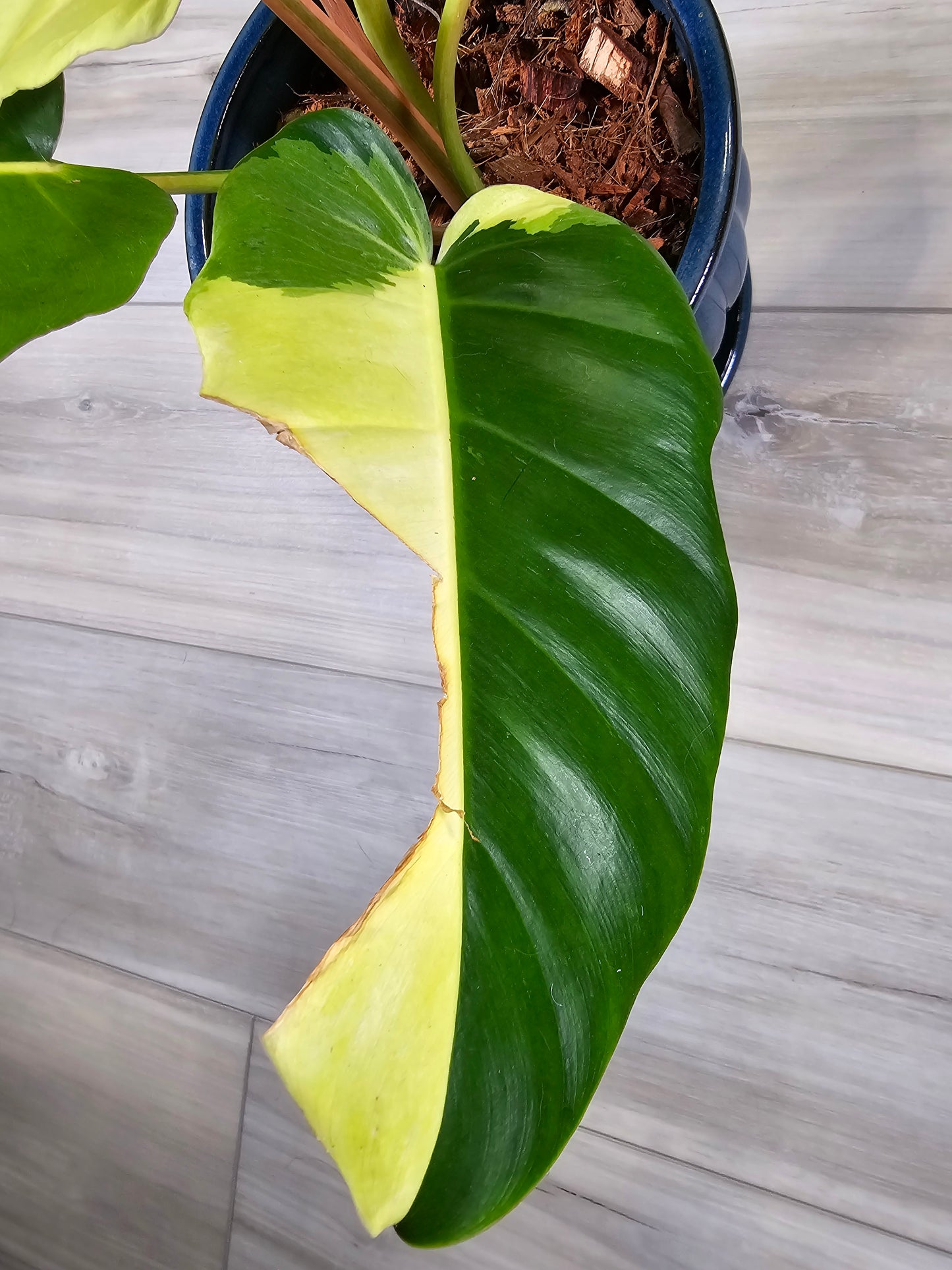 Philodendron Jungle Fever Variegated