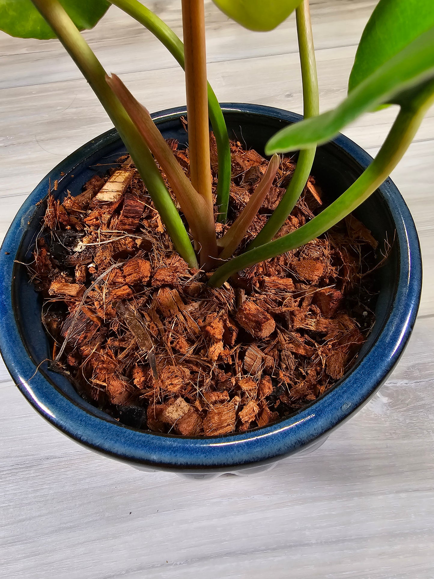 Philodendron Jungle Fever Variegated