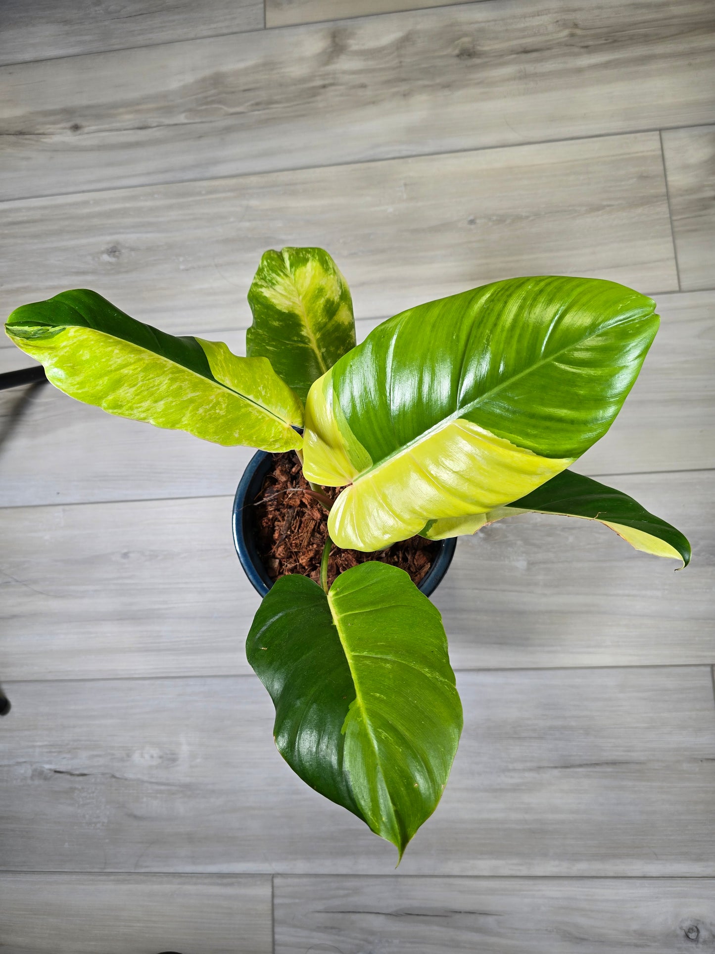 Philodendron Jungle Fever Variegated