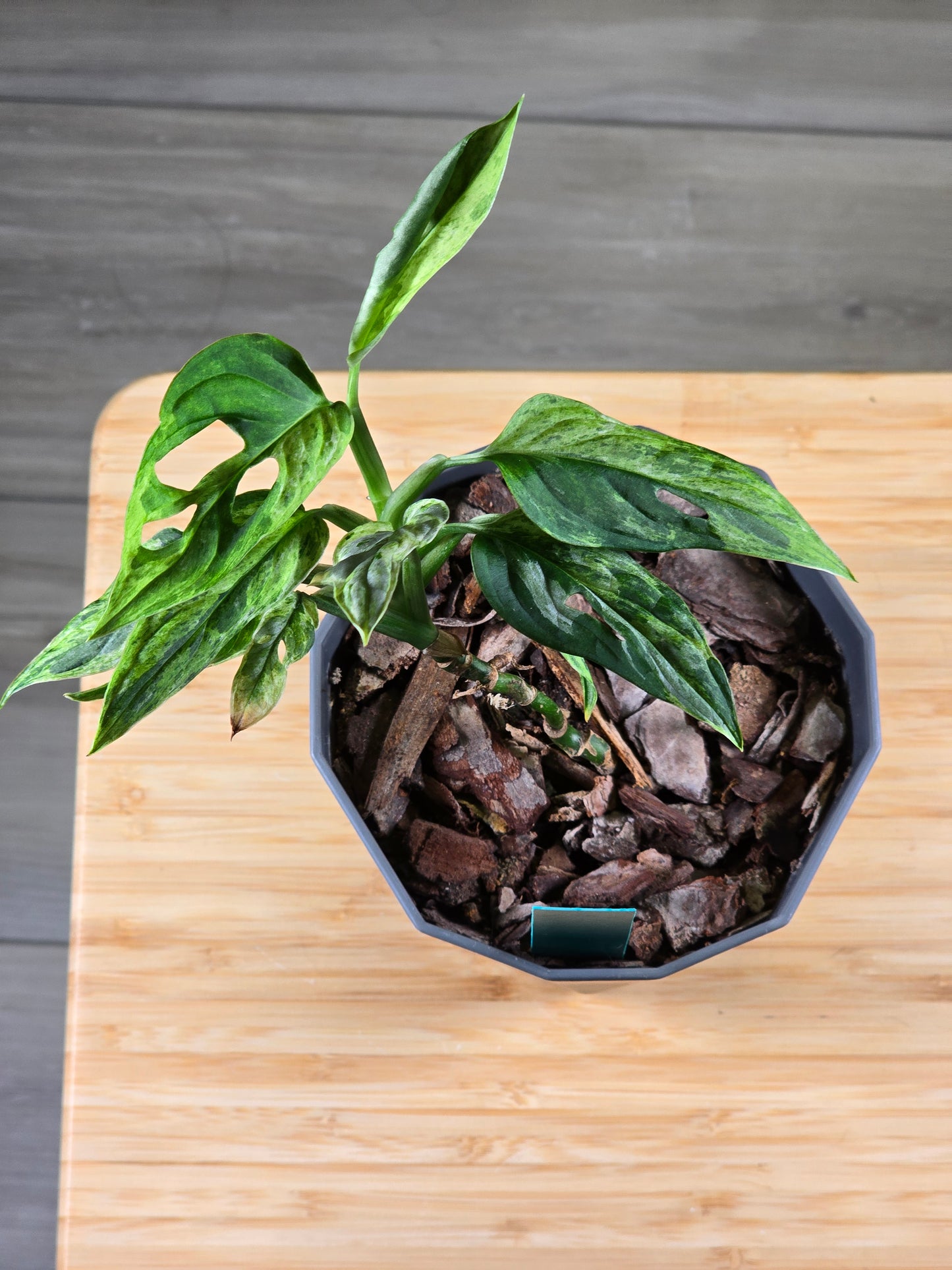 Monstera Adansonnii Mint