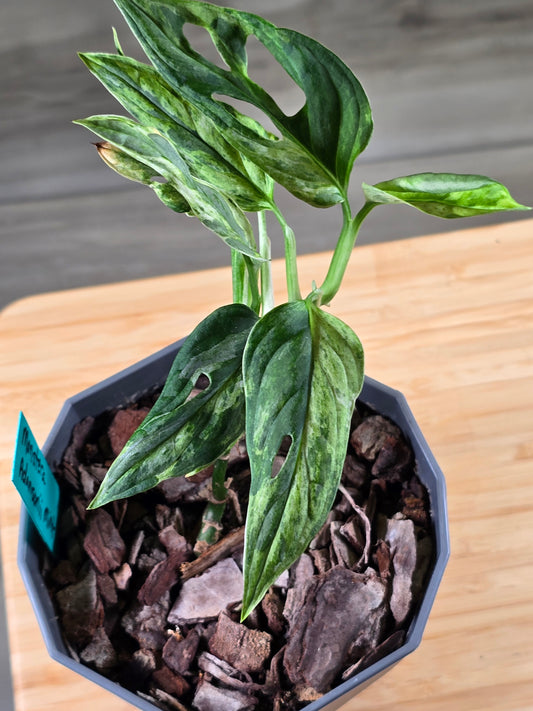 Monstera Adansonnii Mint