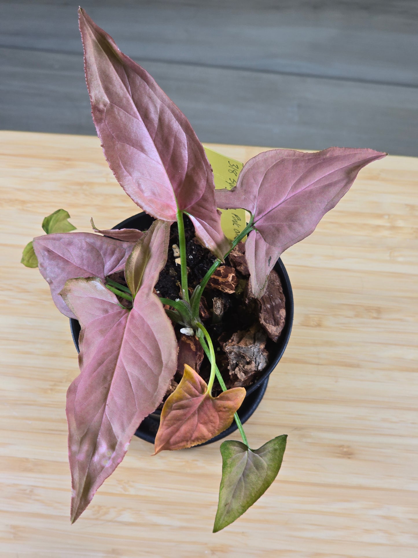 Syngonium Pink Ombre