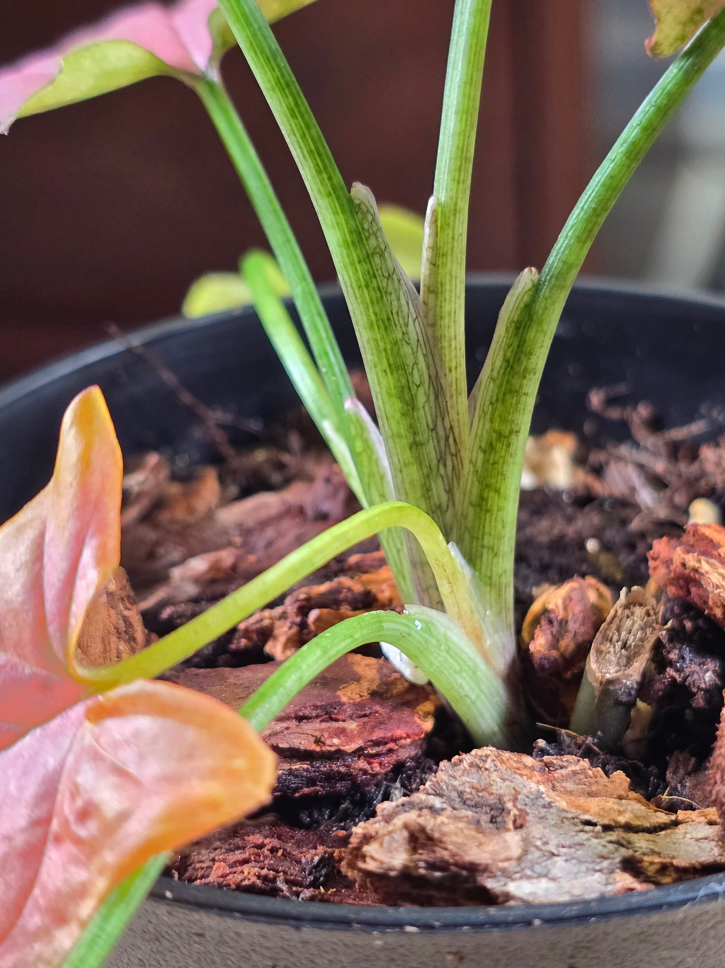 Syngonium Pink Ombre