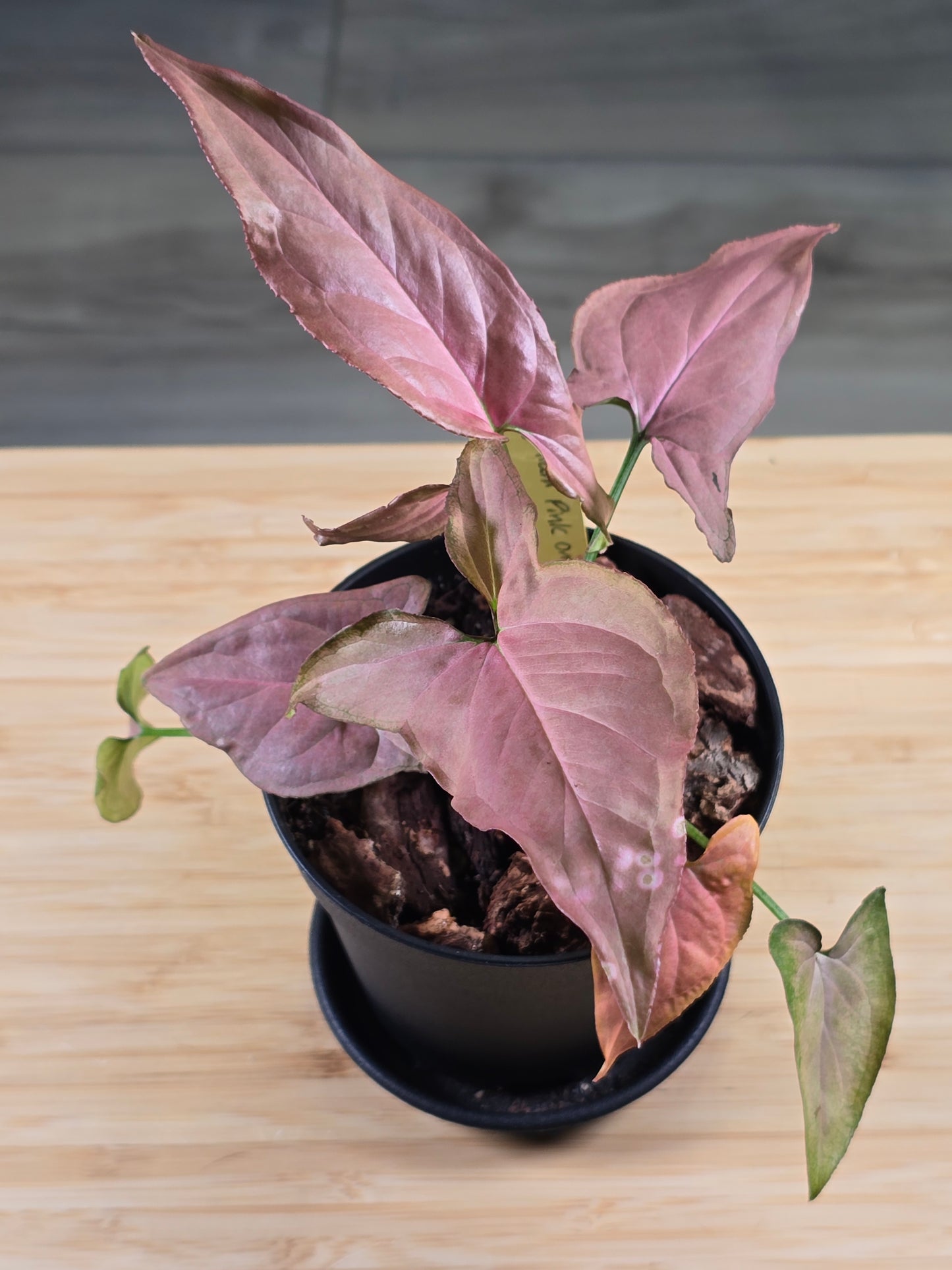 Syngonium Pink Ombre