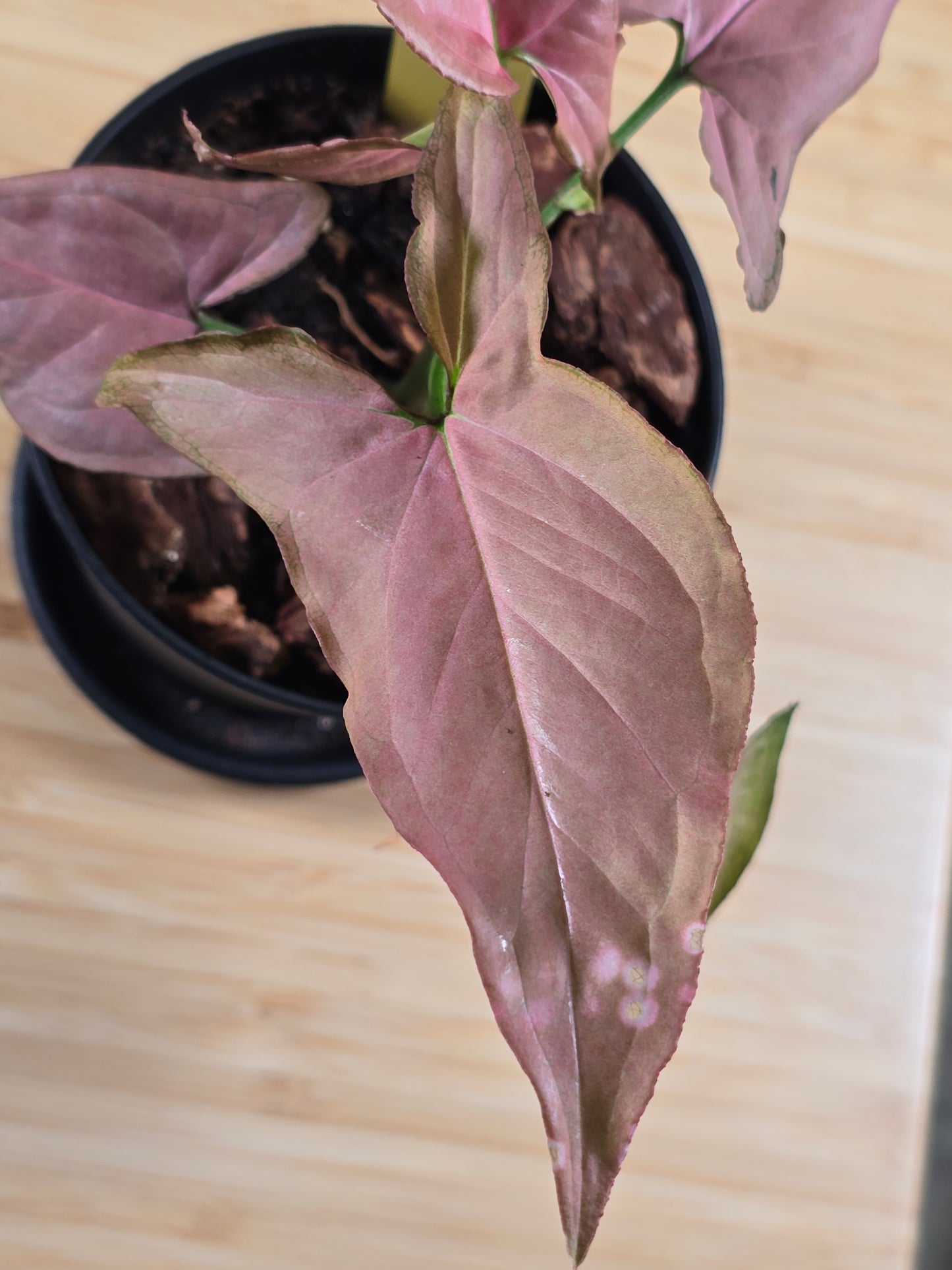 Syngonium Pink Ombre