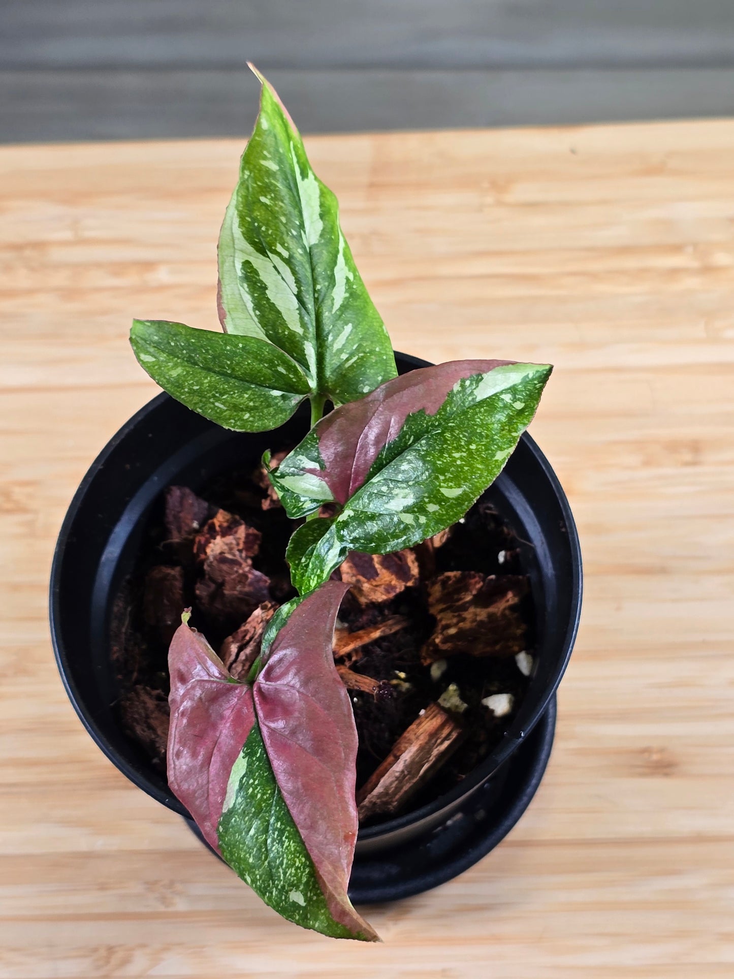 Syngonium Red Spot Tricolor