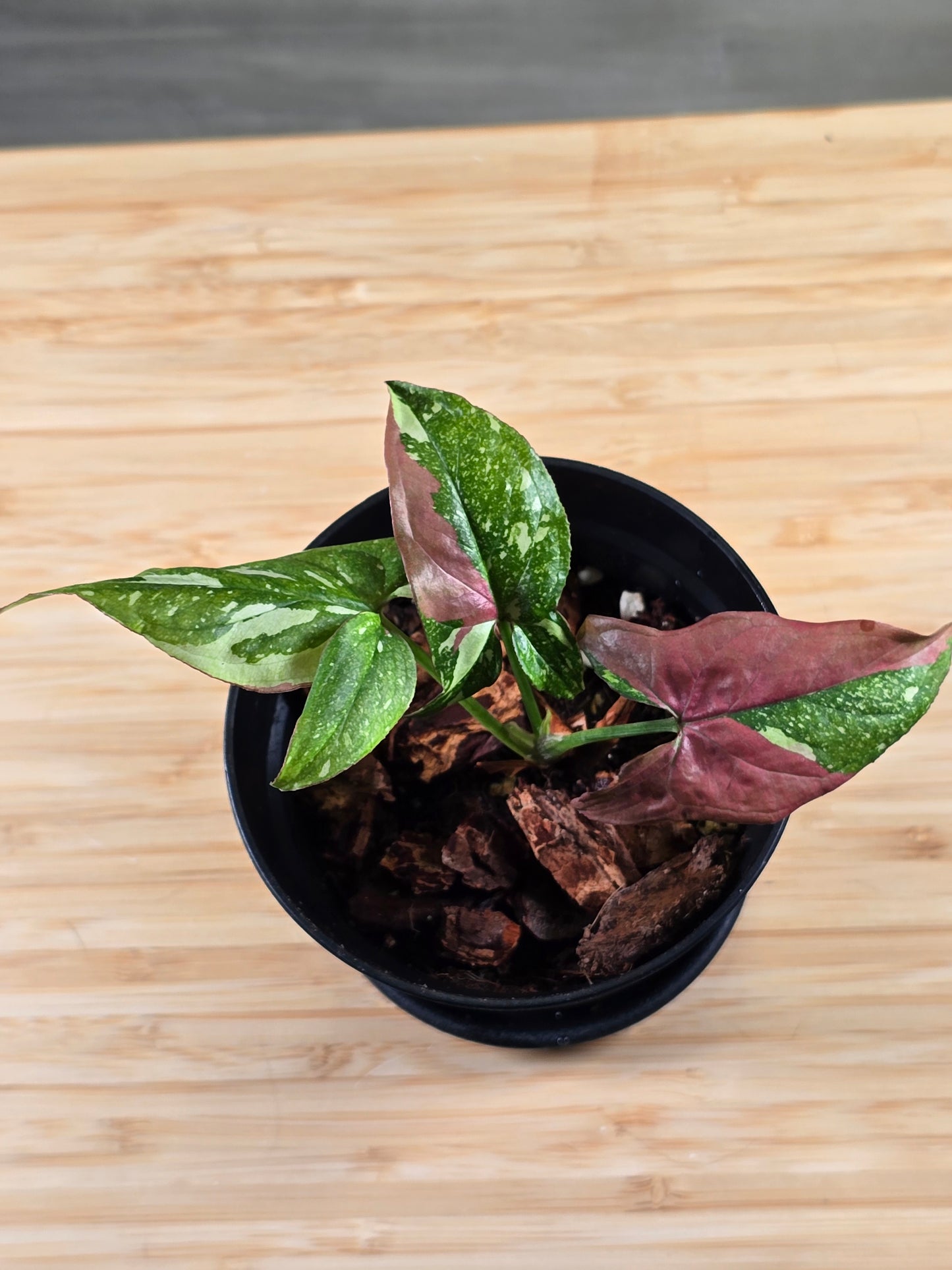 Syngonium Red Spot Tricolor