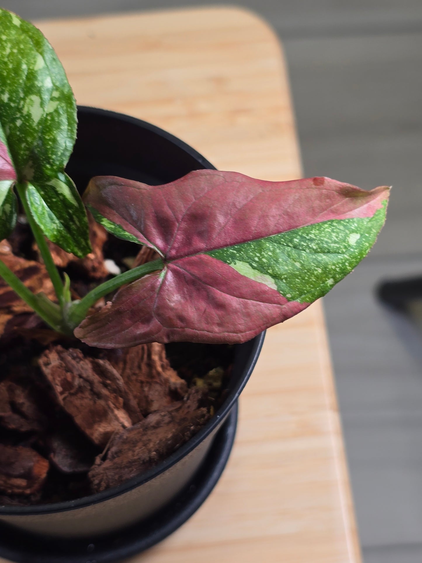 Syngonium Red Spot Tricolor