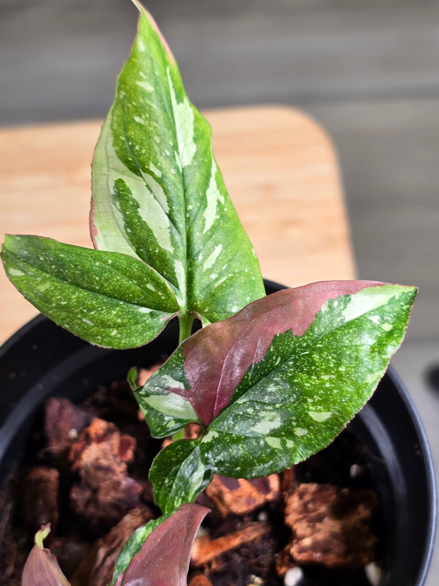 Syngonium Red Spot Tricolor