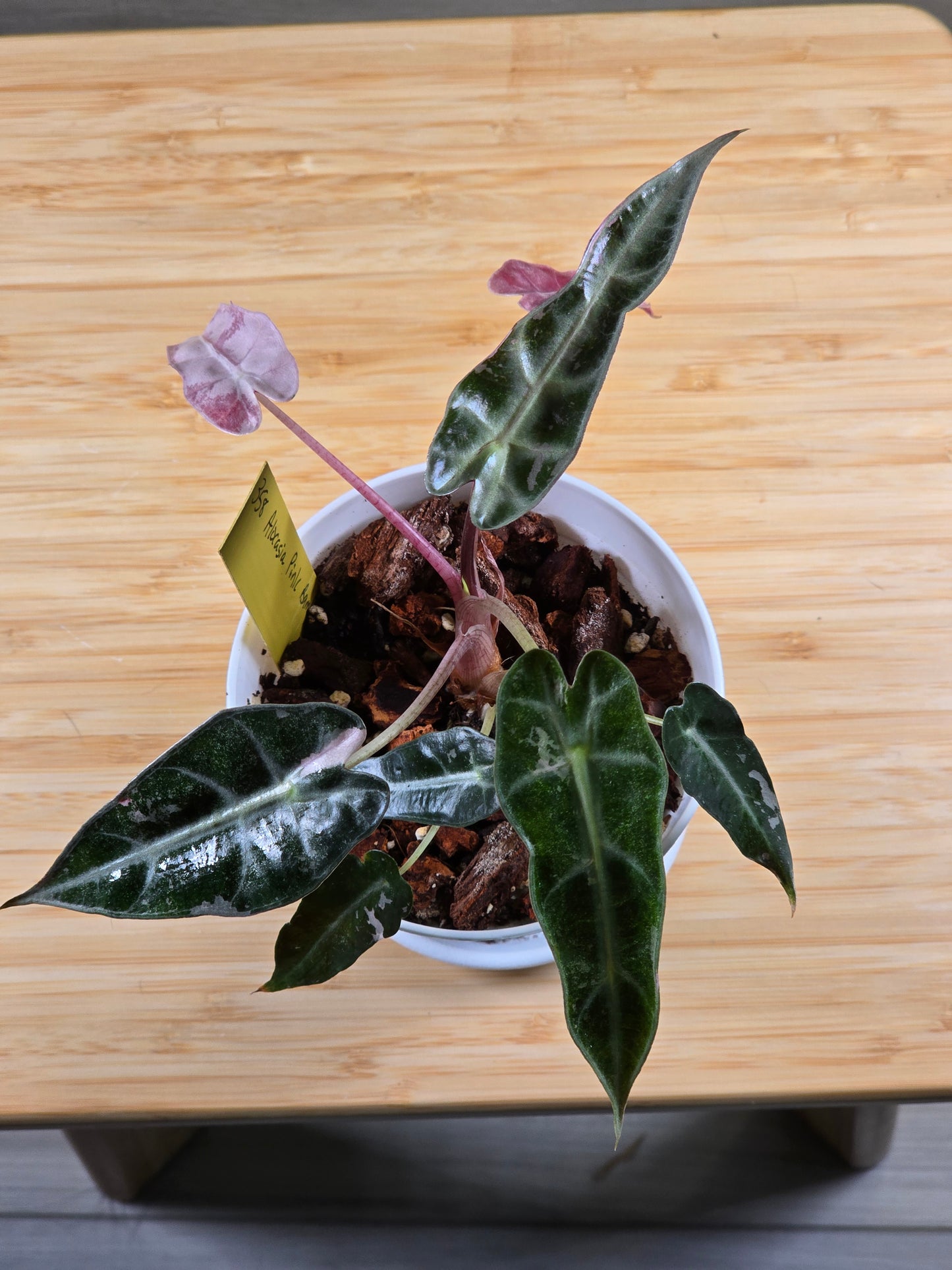 Alocasia Pink Bambino