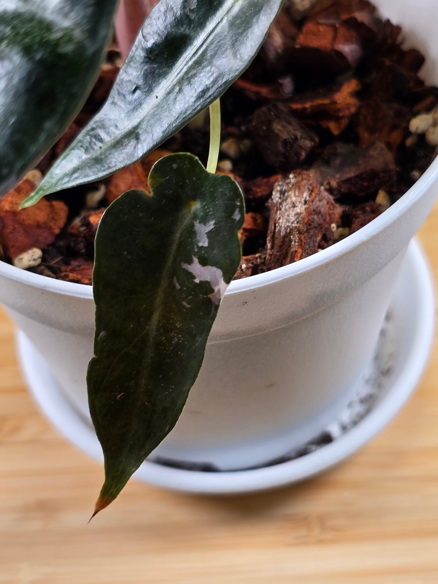 Alocasia Pink Bambino