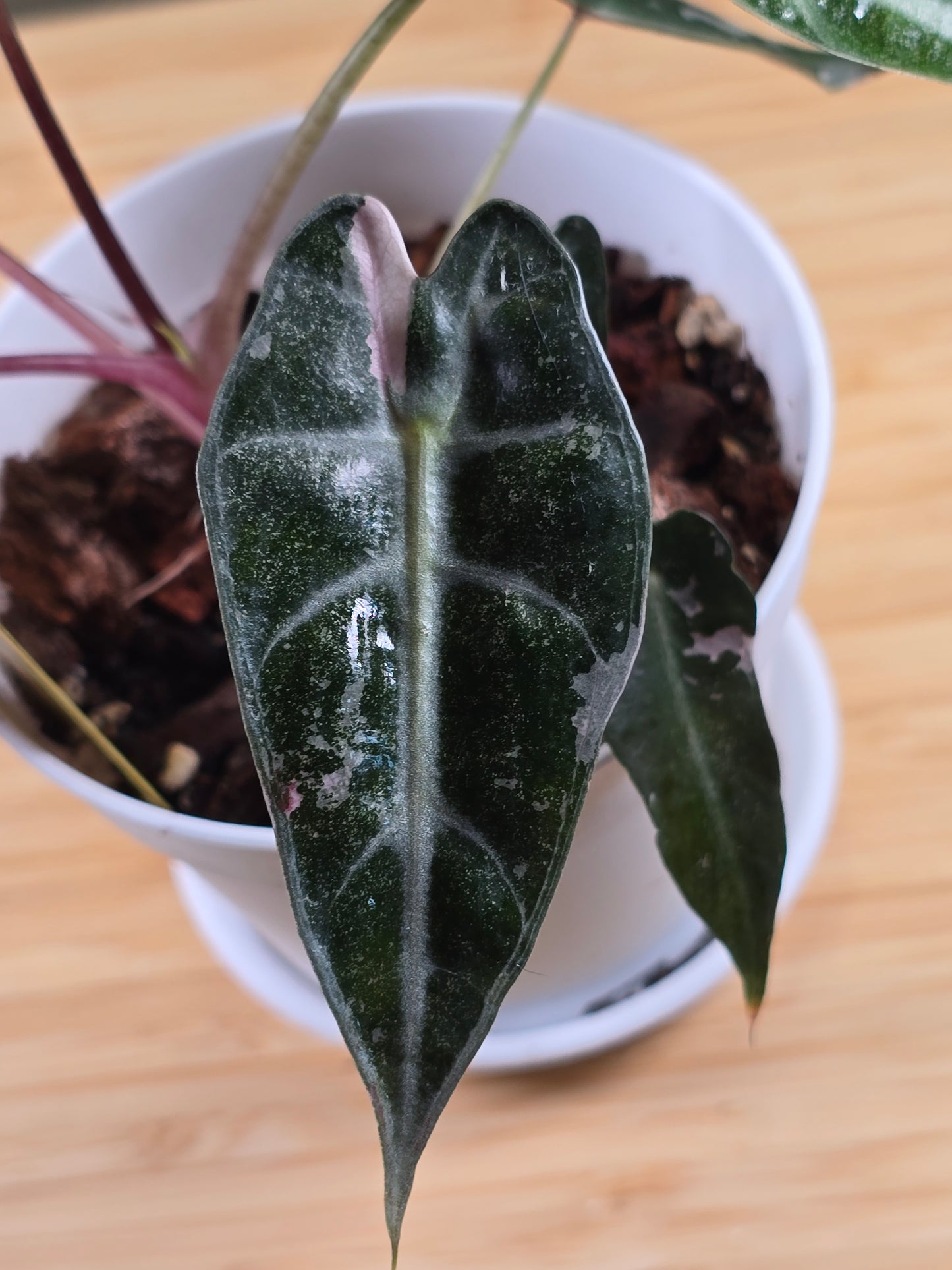 Alocasia Pink Bambino