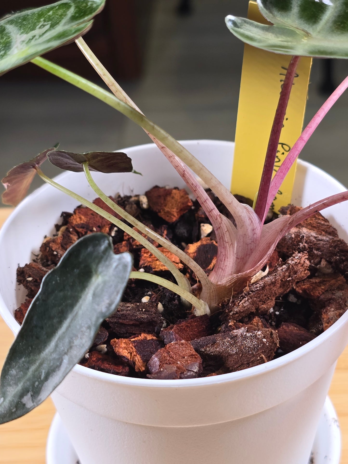 Alocasia Pink Bambino