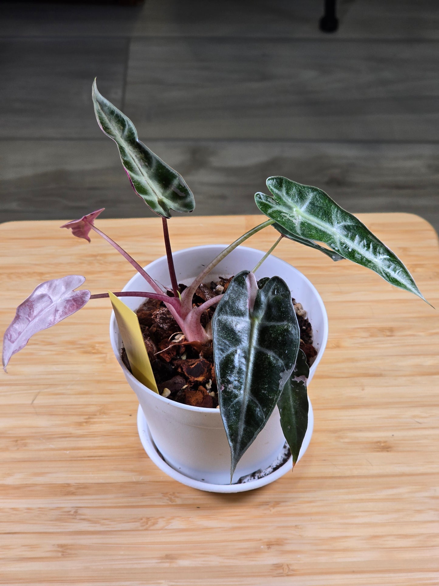 Alocasia Pink Bambino