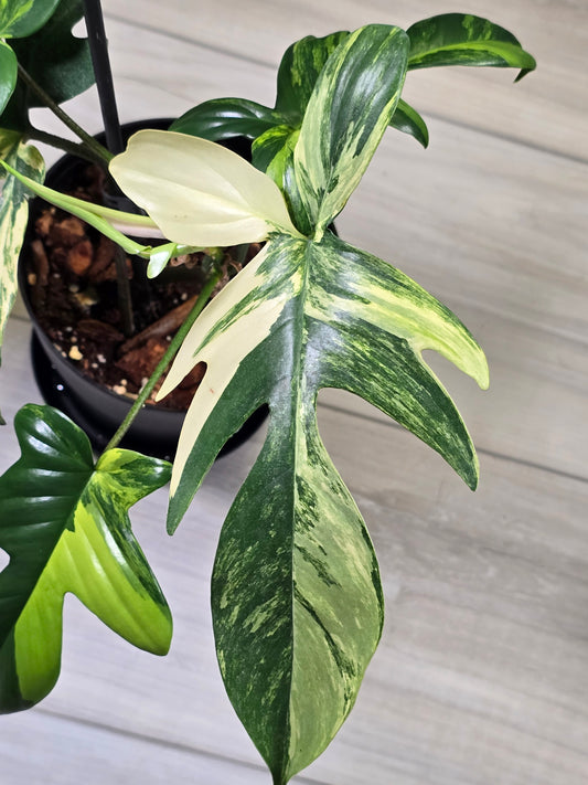 Philodendron Florida Beauty Variegated