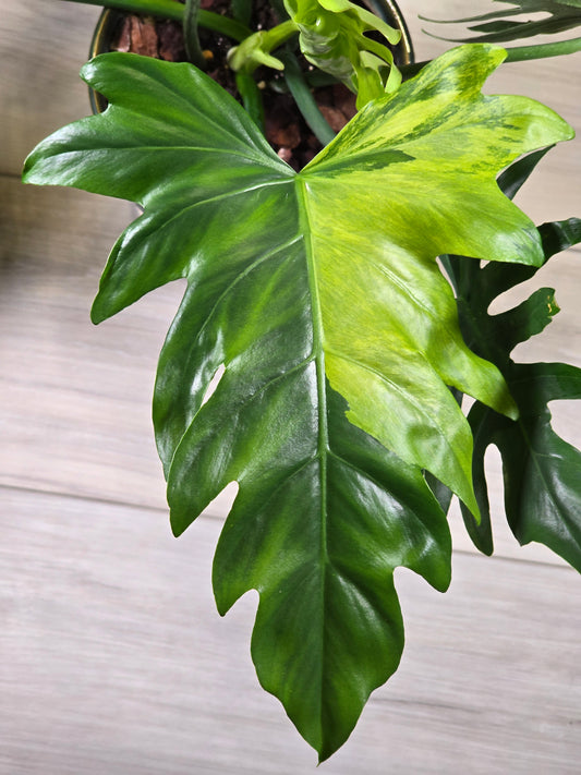 Philodendron Radiatum Variegated (Large Plant)