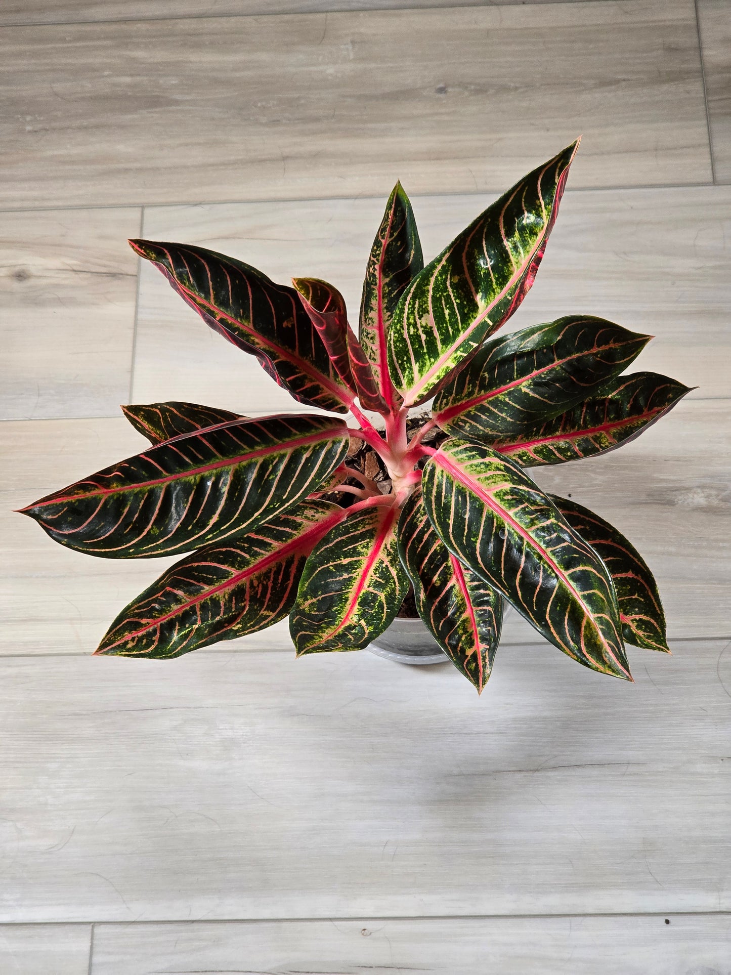 Aglaonema Pride of Sumatra