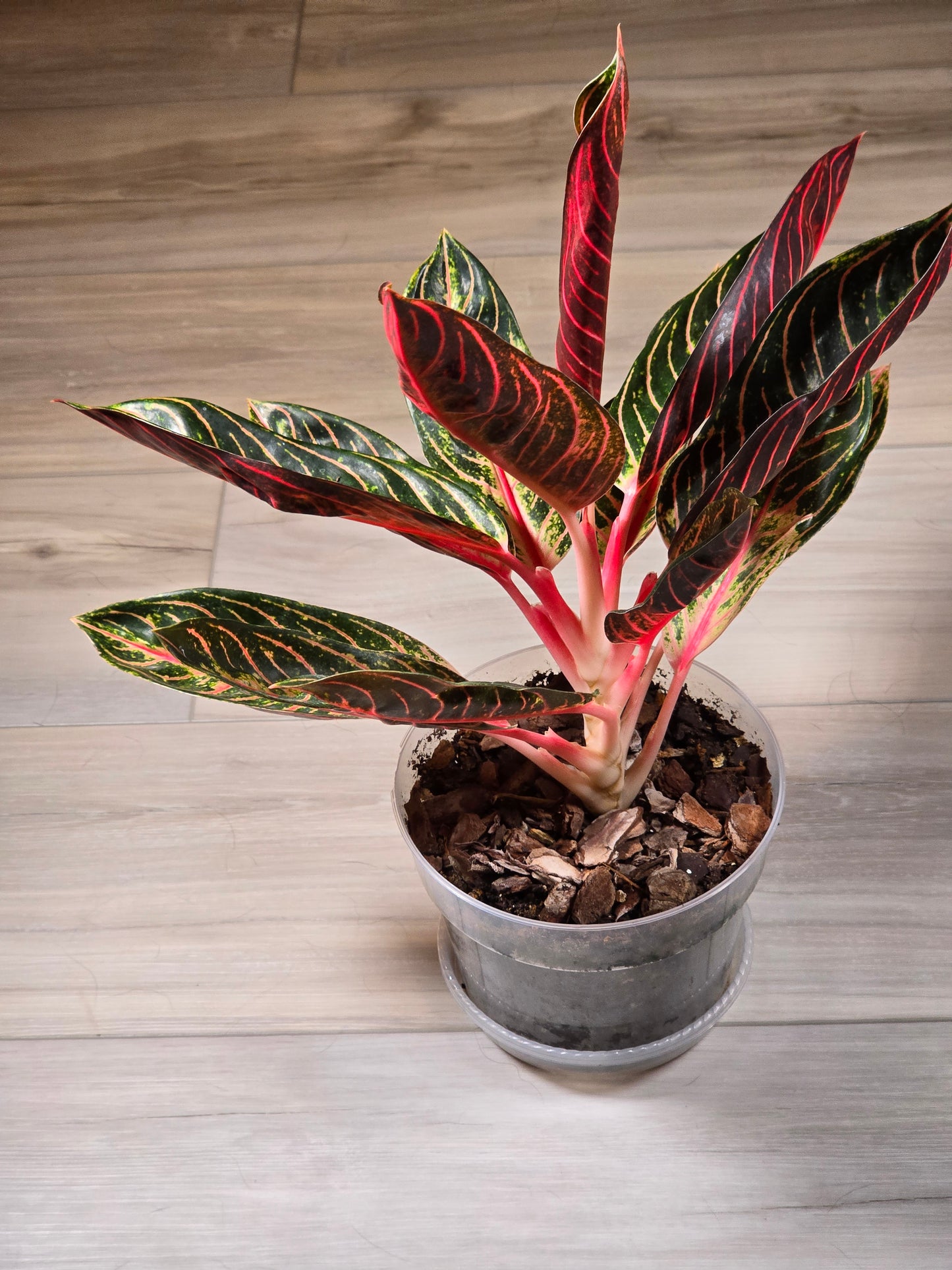 Aglaonema Pride of Sumatra