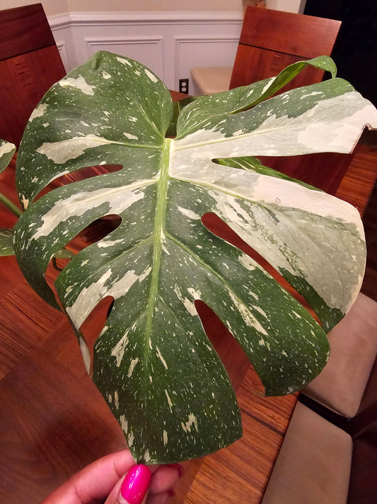 Monstera Thai Constellation