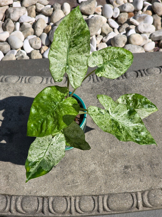 Alocasia Blizzard