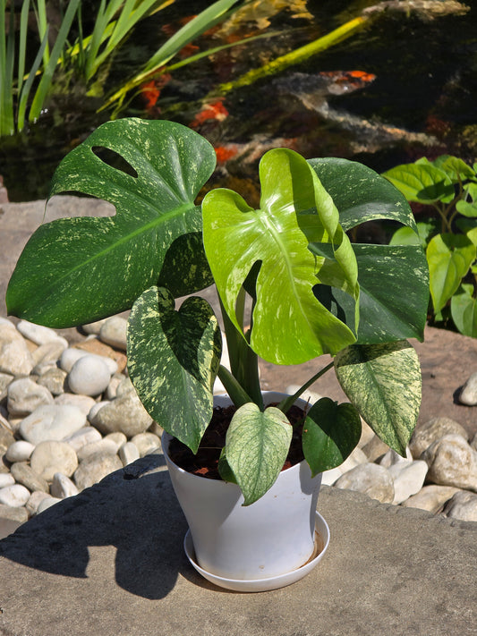 Monstera Mint