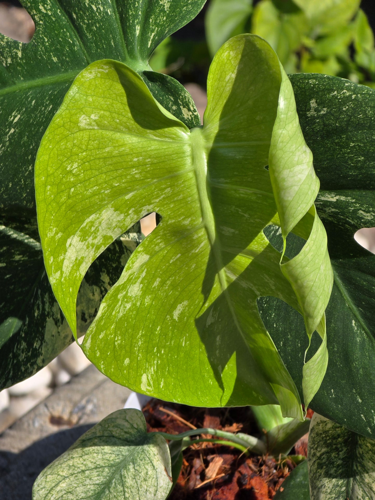 Monstera Mint