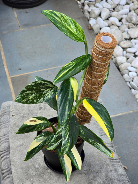 Monstera Standleyana Aurea Variegated