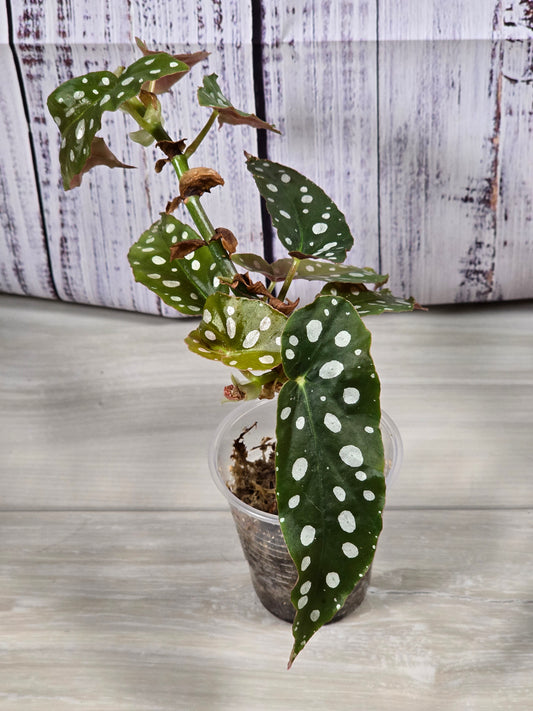 Begonia Maculata (Polka Dot Plant) Cutting