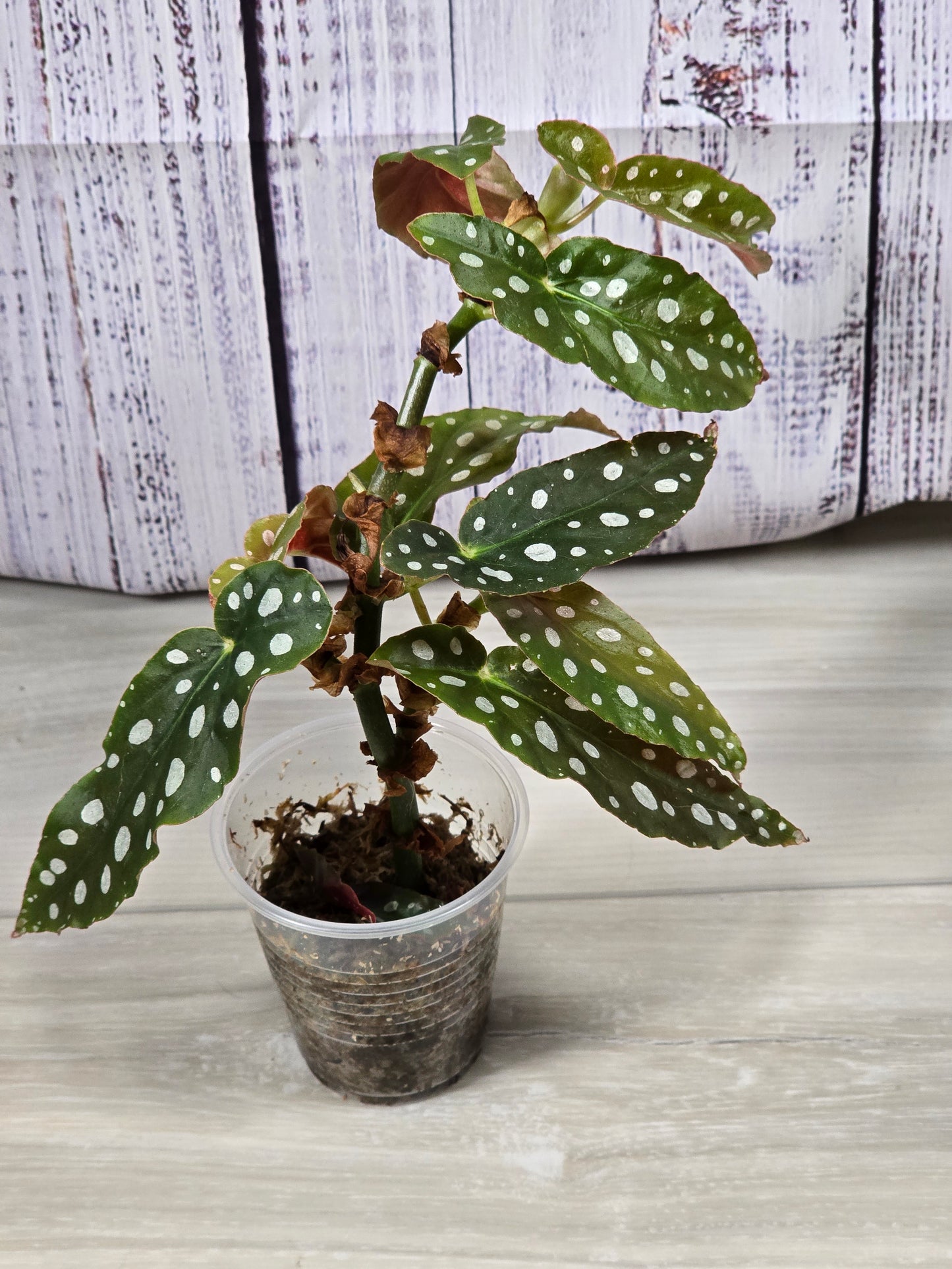 Begonia Maculata (Polka Dot Plant) Cutting