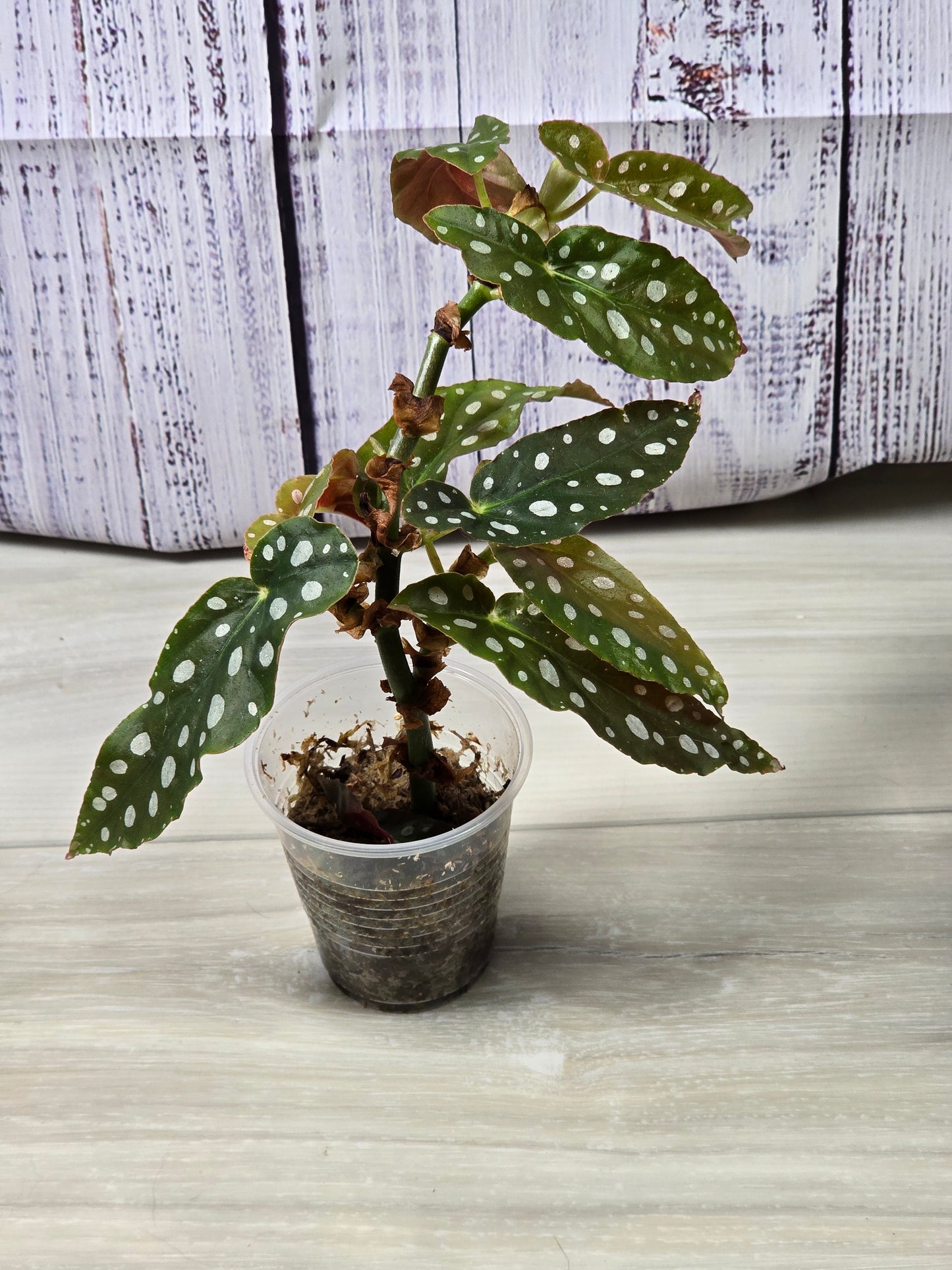 Begonia Maculata (Polka Dot Plant) Cutting