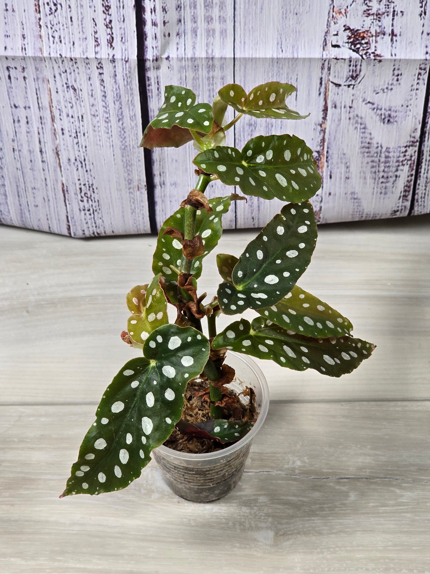 Begonia Maculata (Polka Dot Plant) Cutting