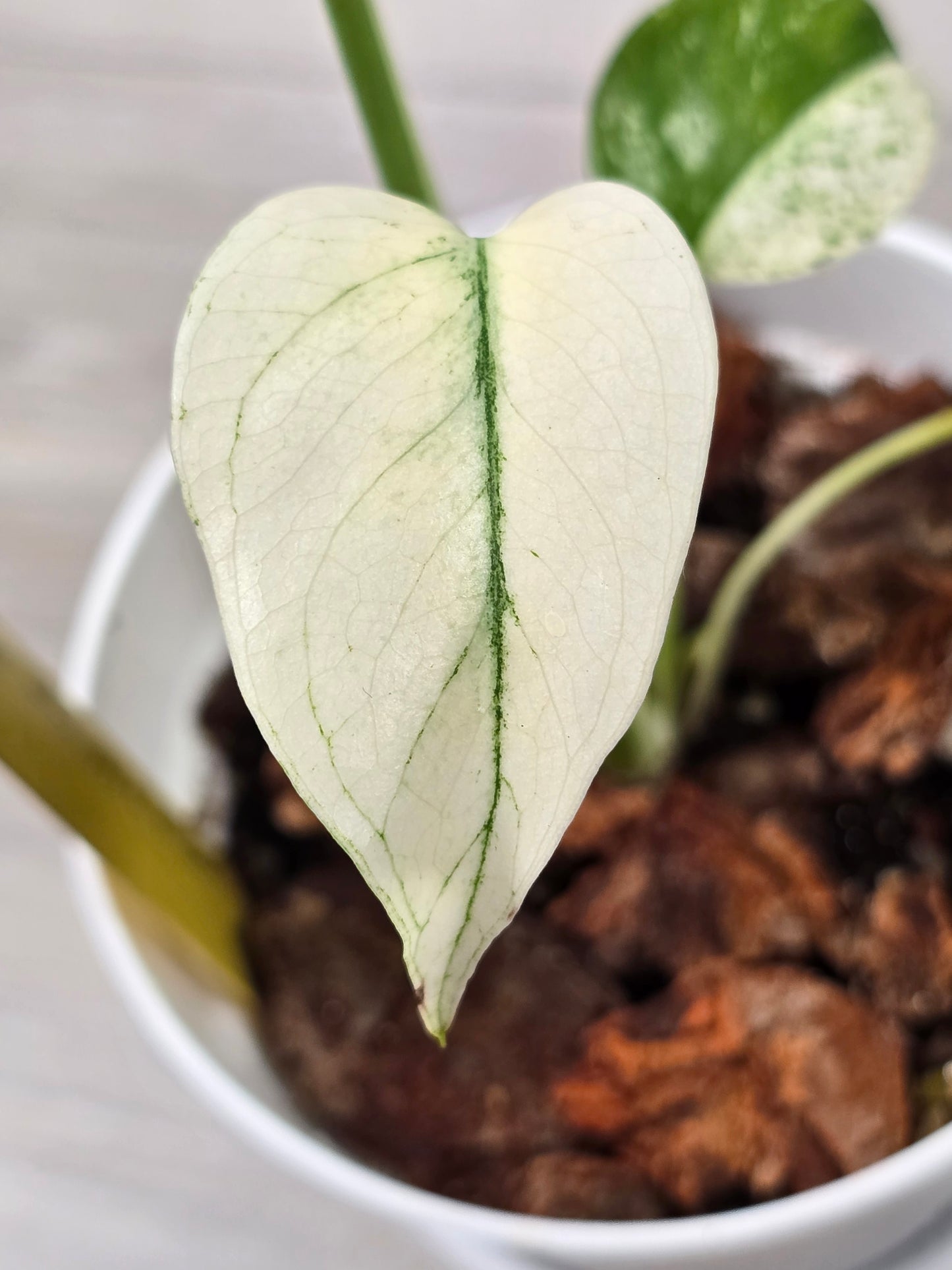 Monstera Mint Large Form #326