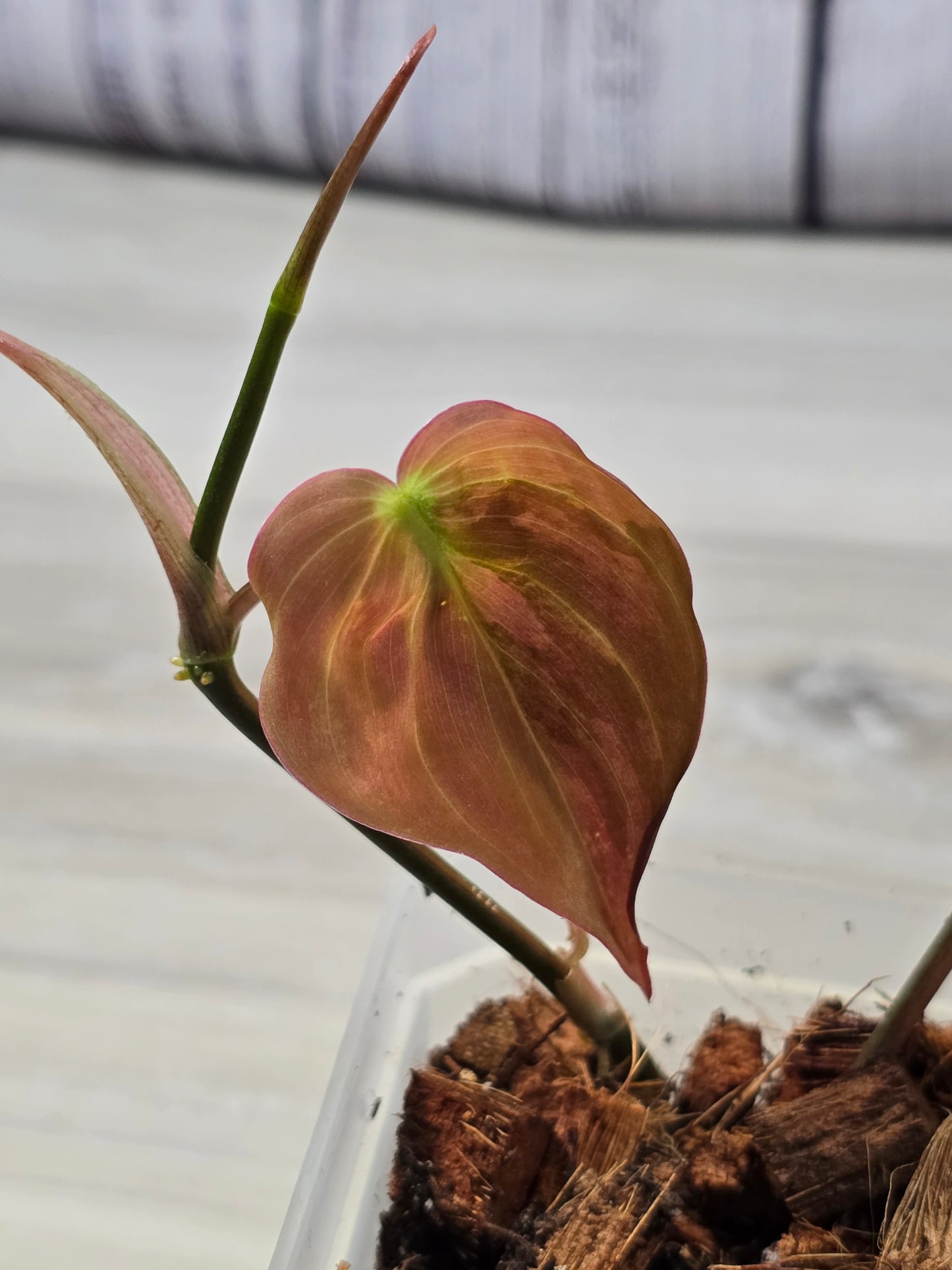 Philodendron Variegated Mican Cutting A