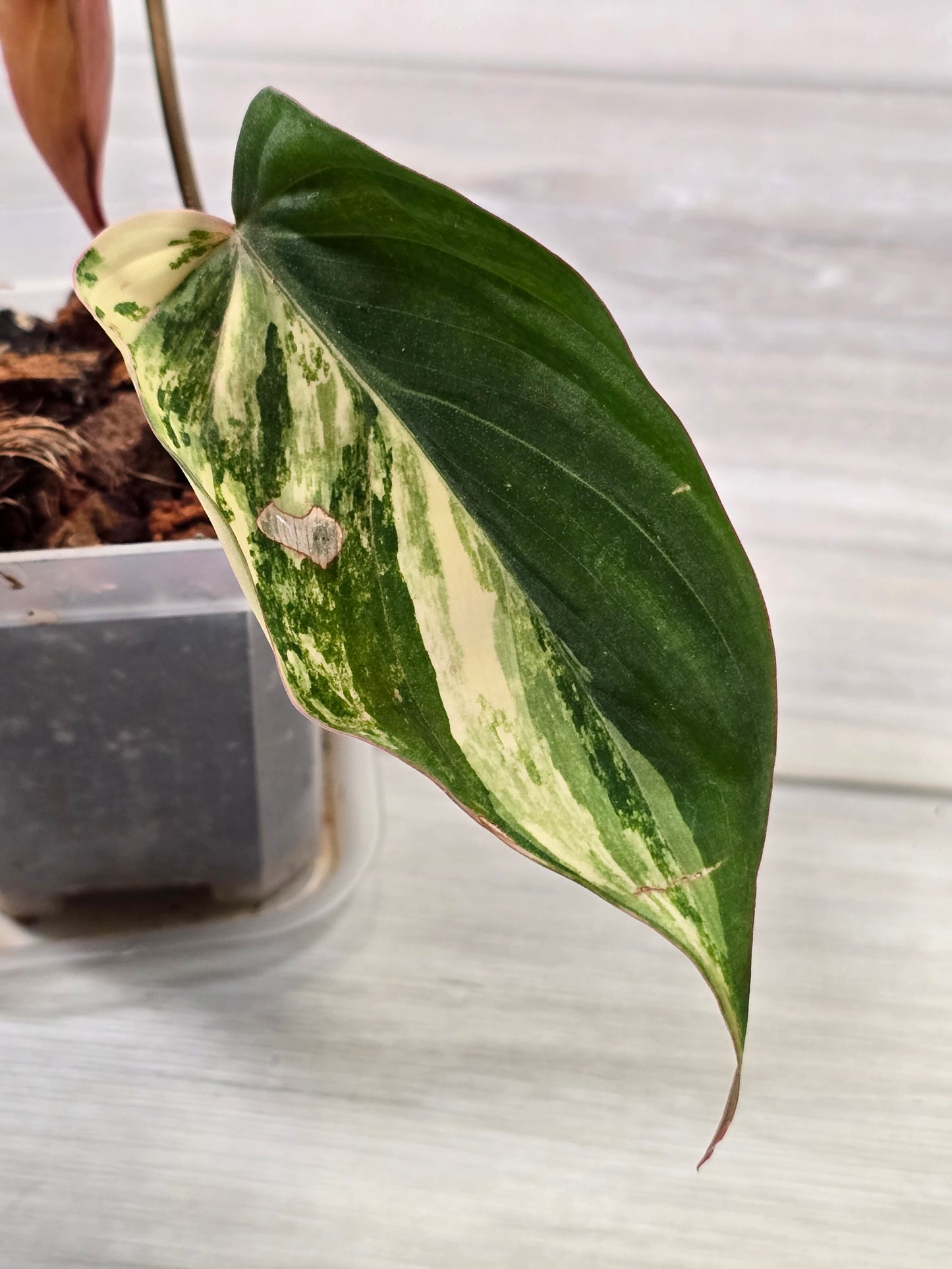 Philodendron Variegated Mican Cutting A