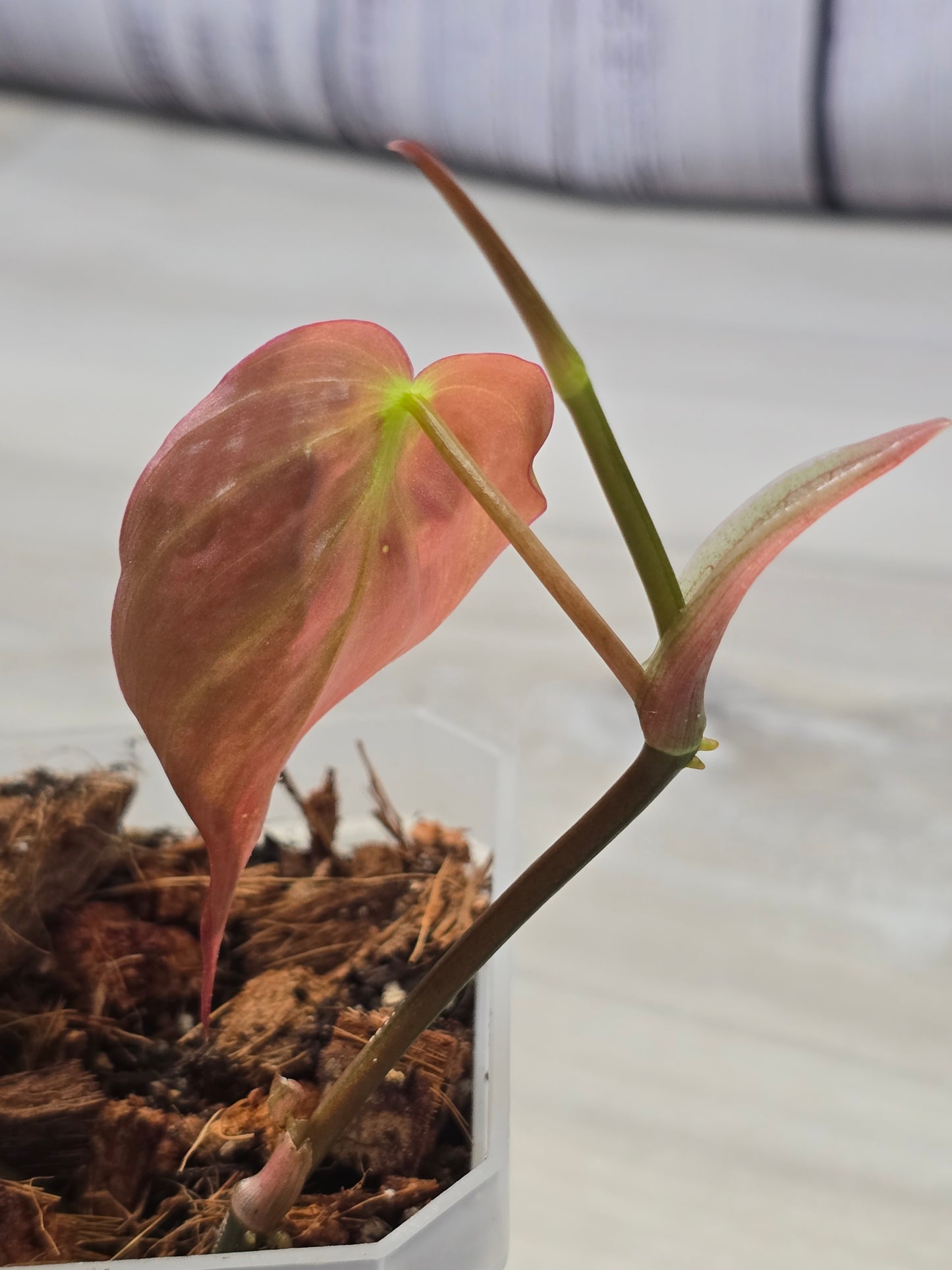 Philodendron Variegated Mican Cutting A