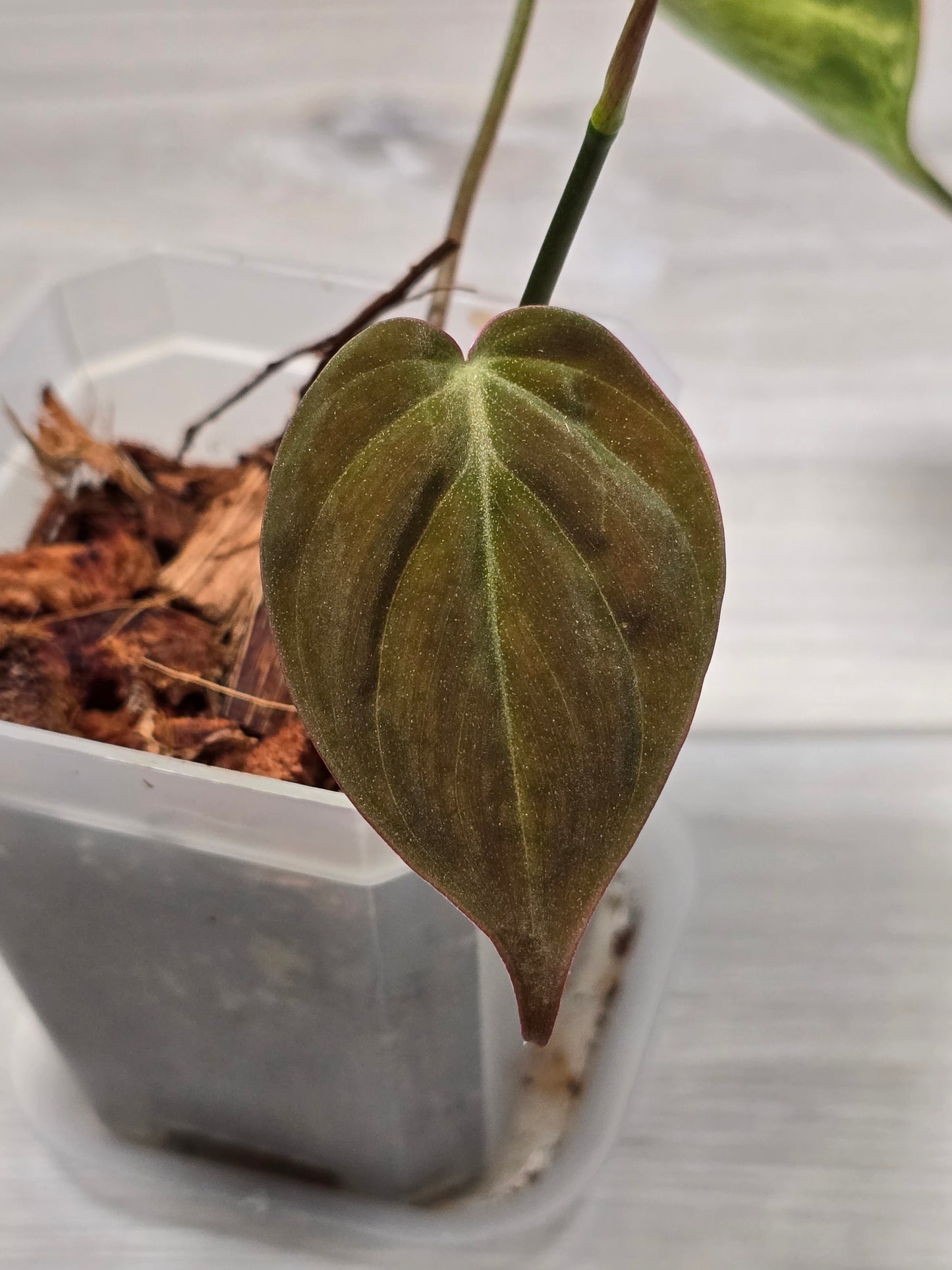 Philodendron Variegated Mican Cutting B